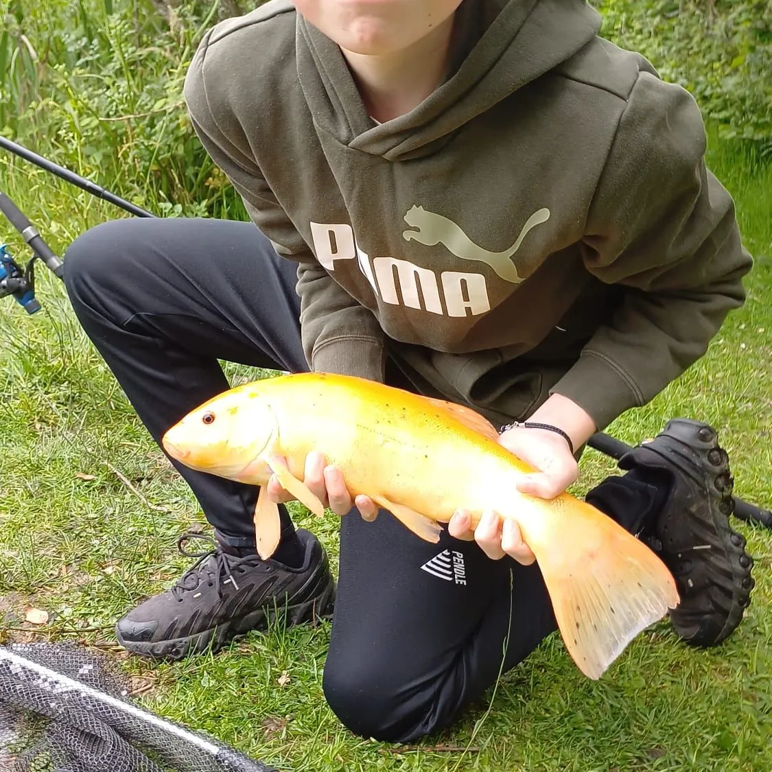 The most recent Golden tench catches on Fishbrain
