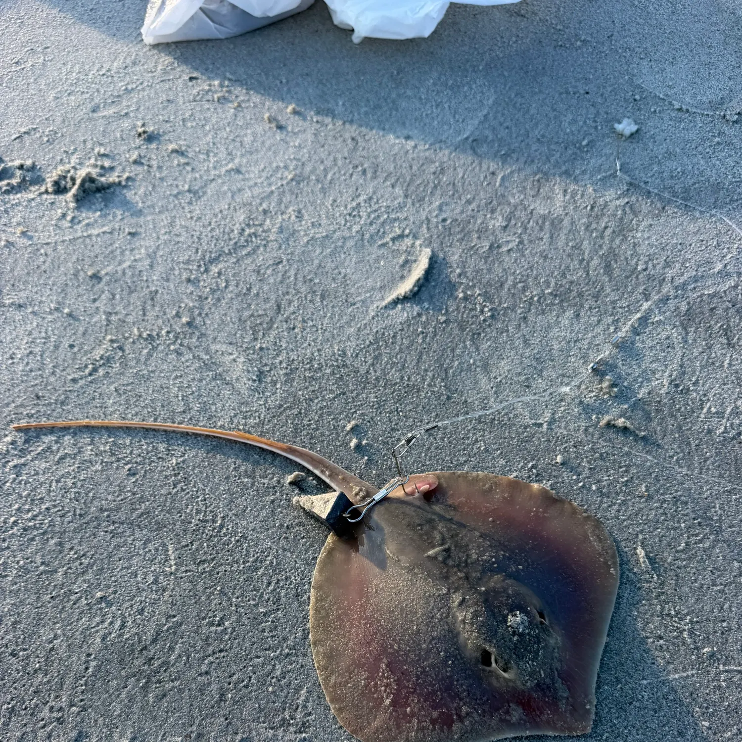 Atlantic stingray caught on Fishbrain