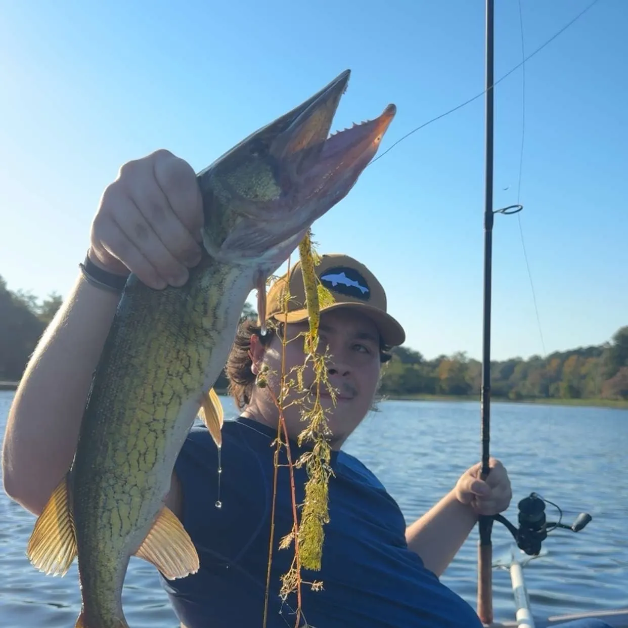 Chain pickerel caught on Fishbrain