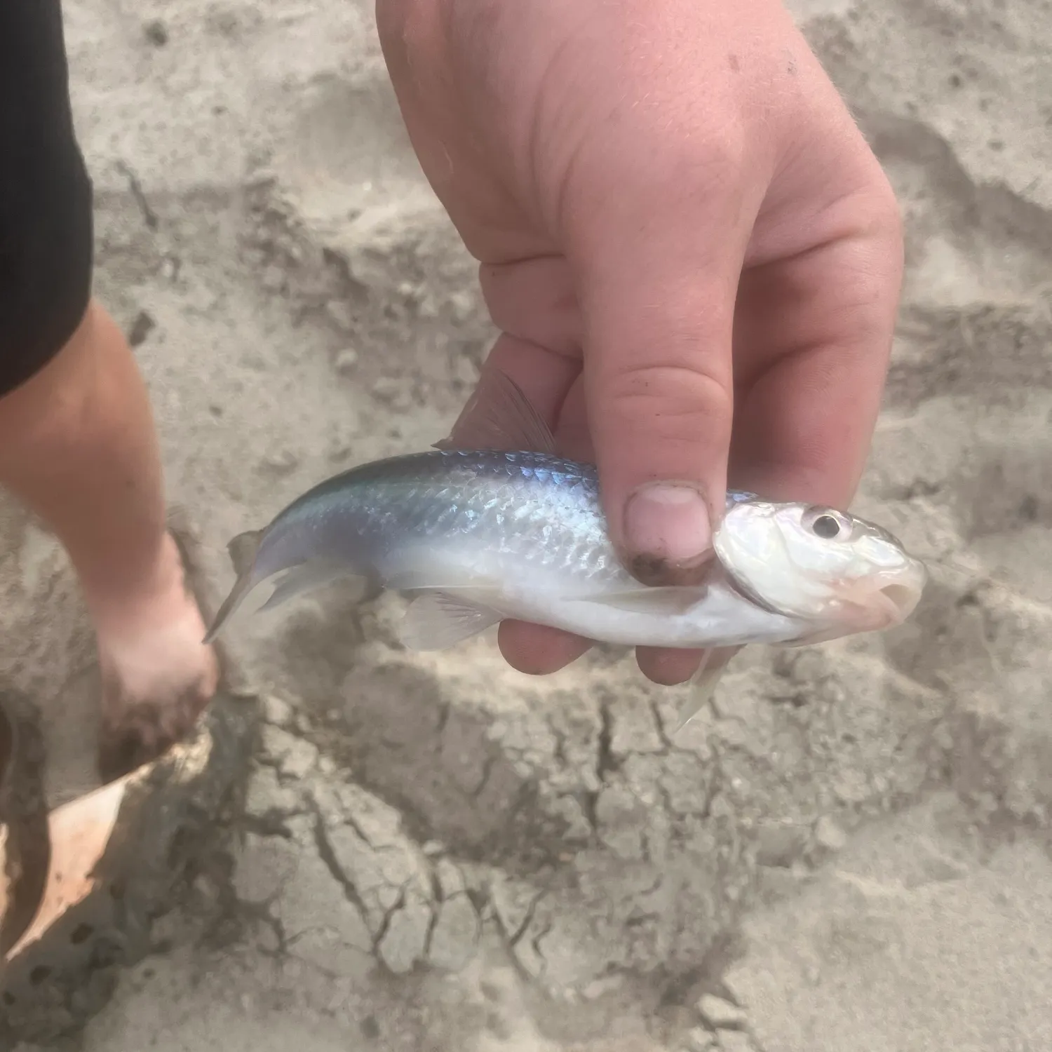 The most recent Silver chub catches on Fishbrain