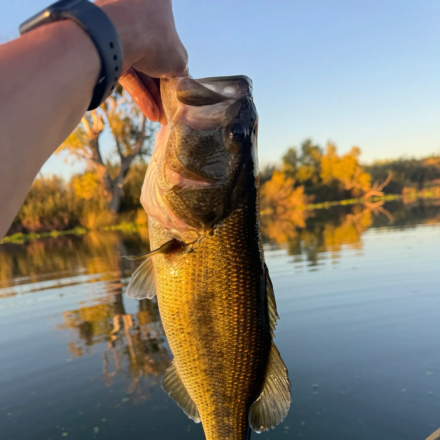Largemouth bass caught on Fishbrain