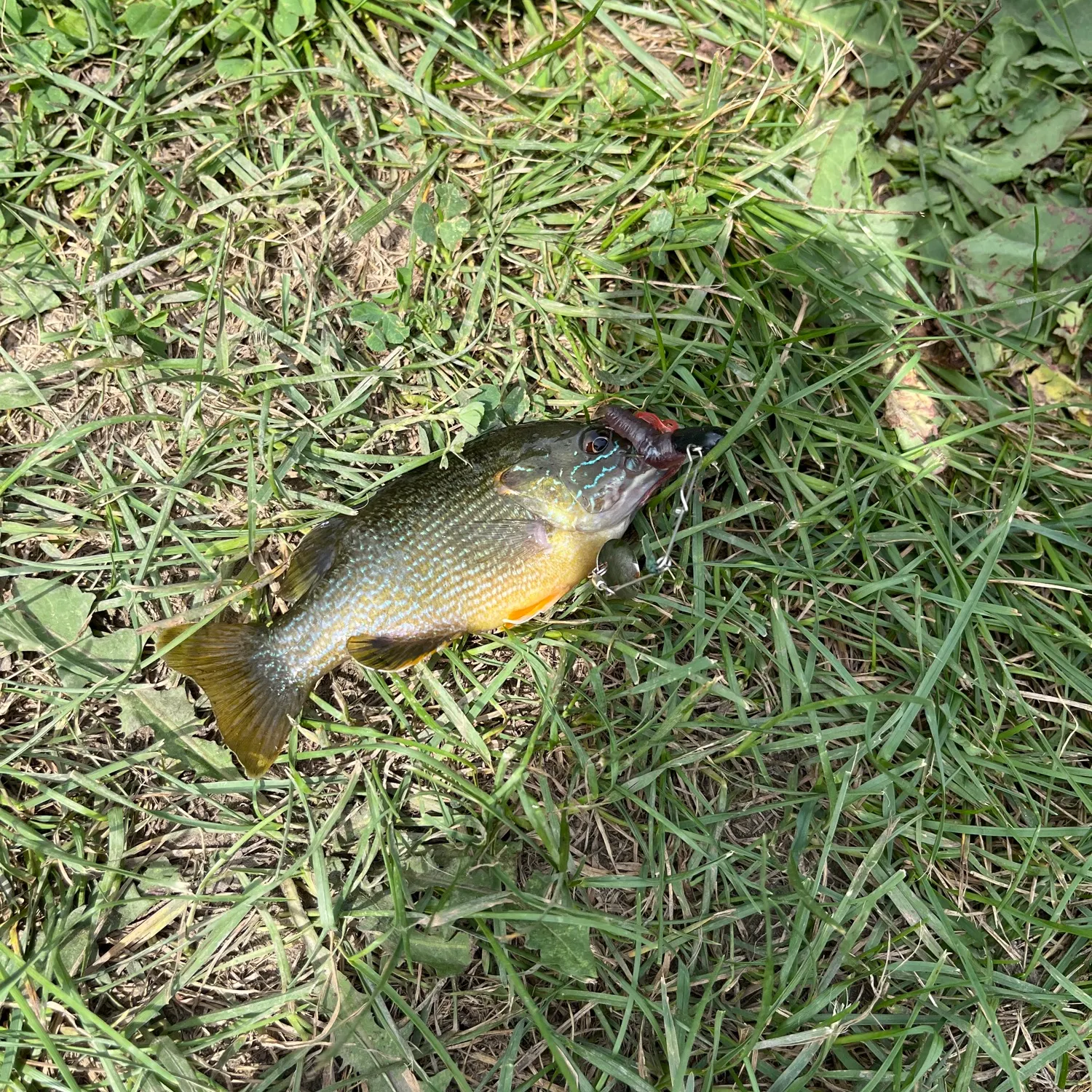 Greengill hybrid caught on Fishbrain