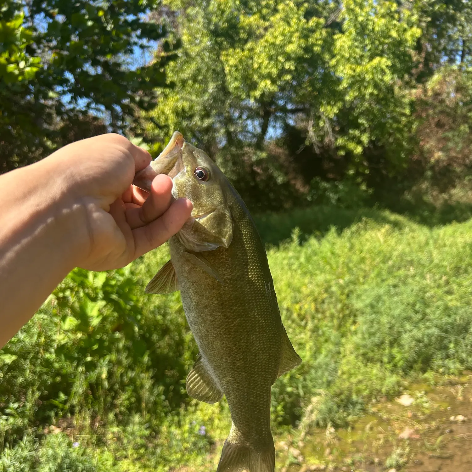 The most recent Neosho bass catches on Fishbrain