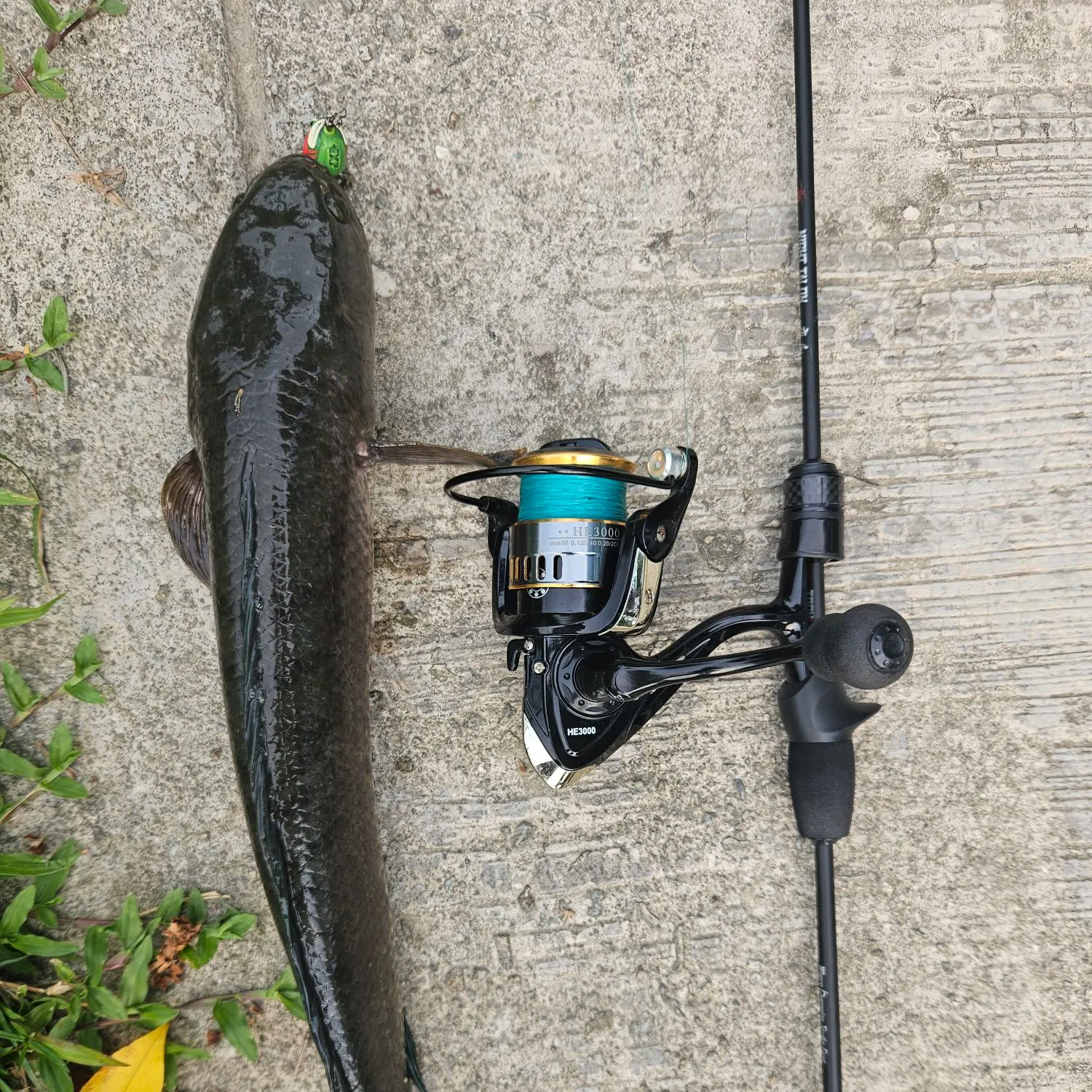 The most recent Striped snakehead catches on Fishbrain