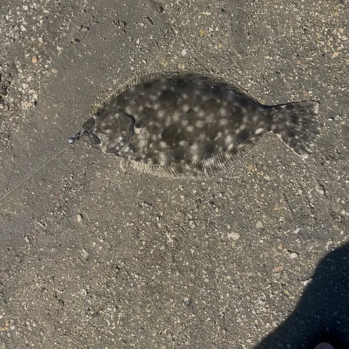 The most recent Summer flounder catches on Fishbrain