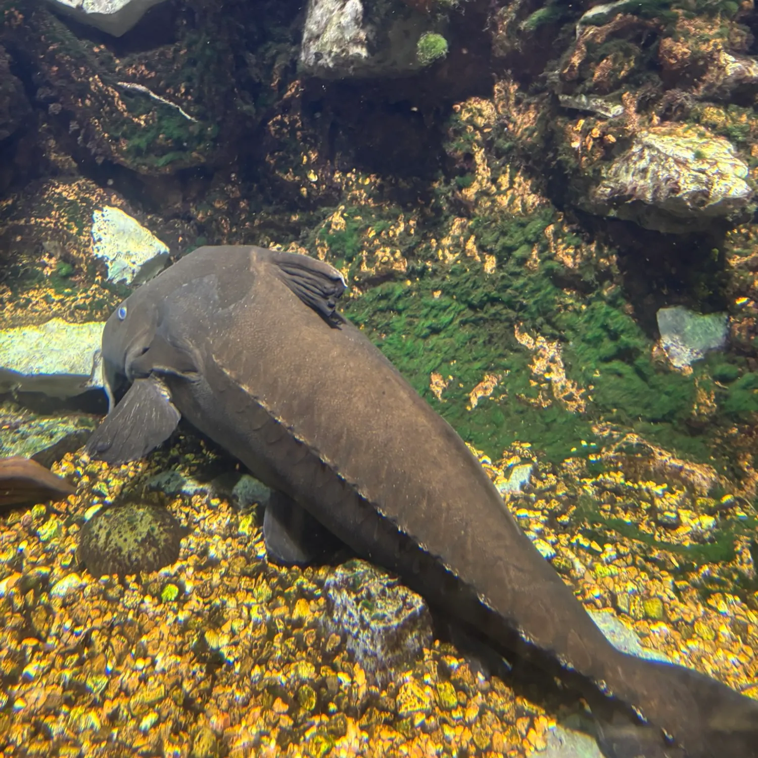 The most recent Ripsaw catfish catches on Fishbrain