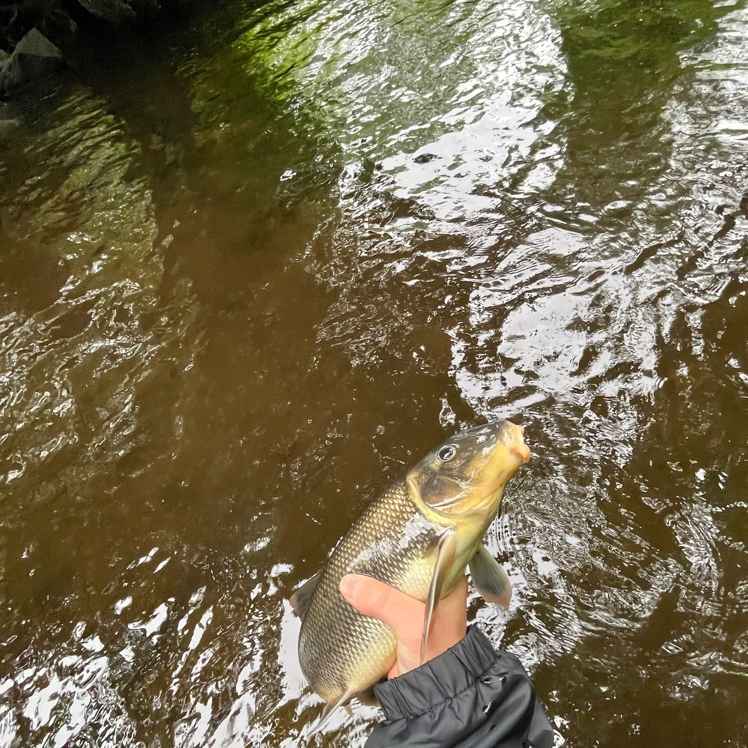 The most recent White sucker catches on Fishbrain
