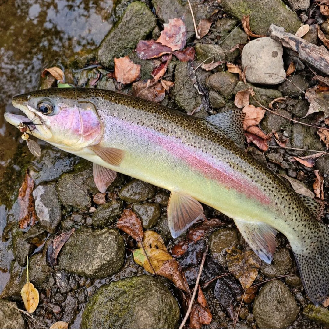Rainbow trout caught on Fishbrain