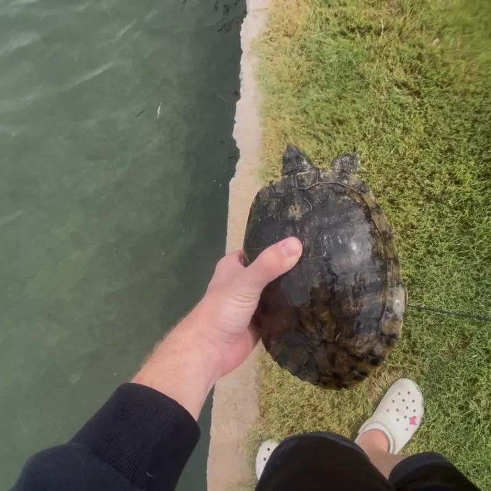 Pond slider turtle caught on Fishbrain