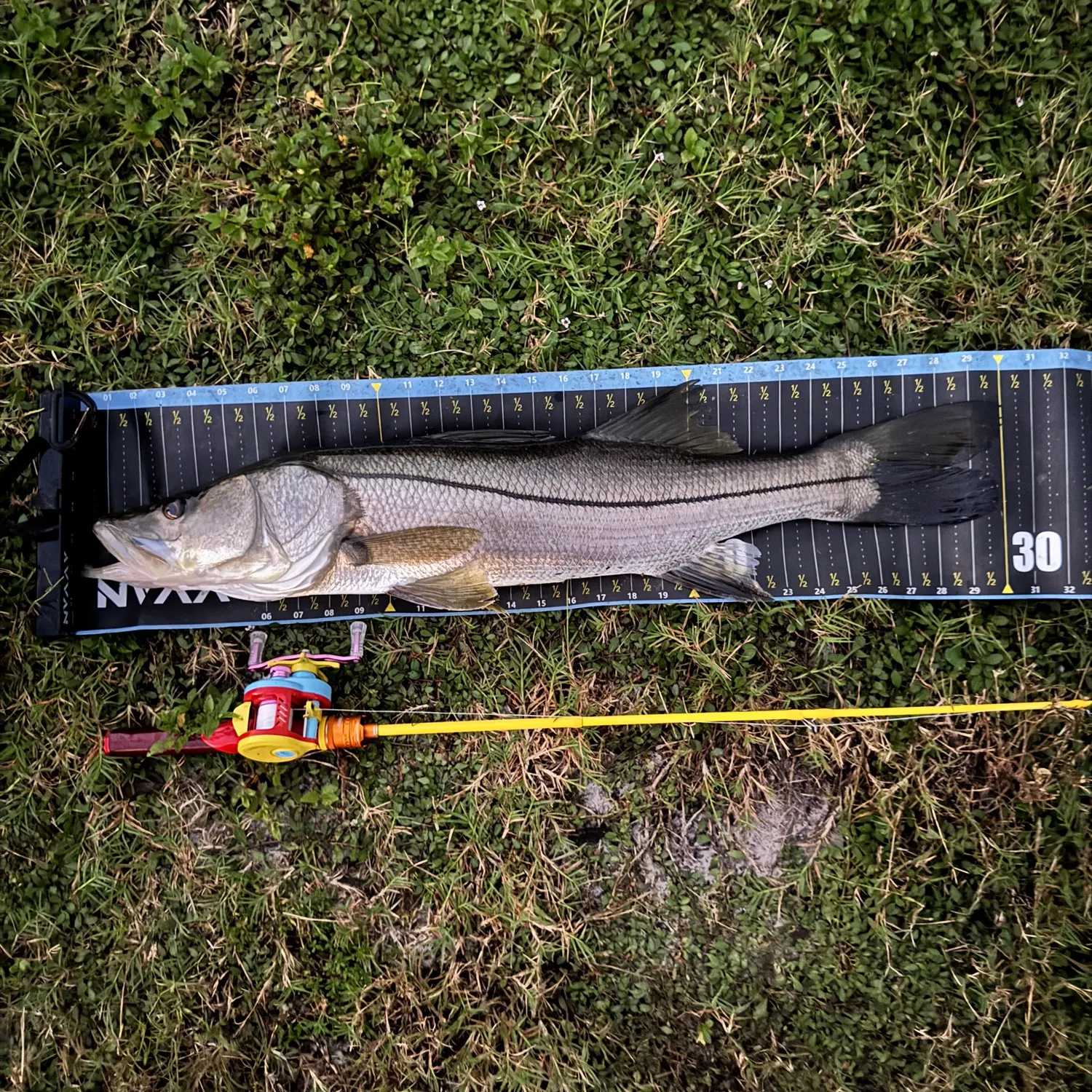 Common snook caught on Fishbrain