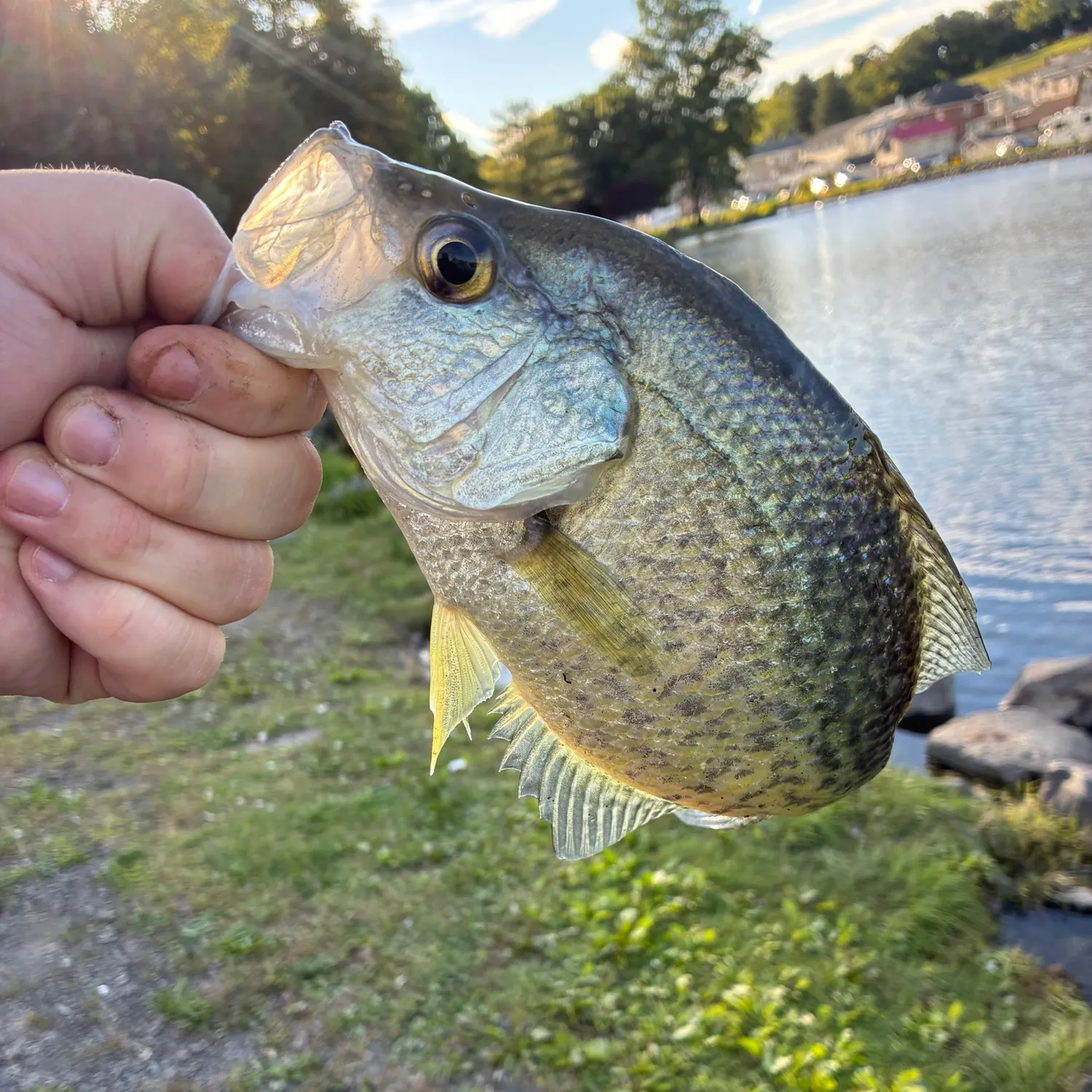 Black crappie caught on Fishbrain