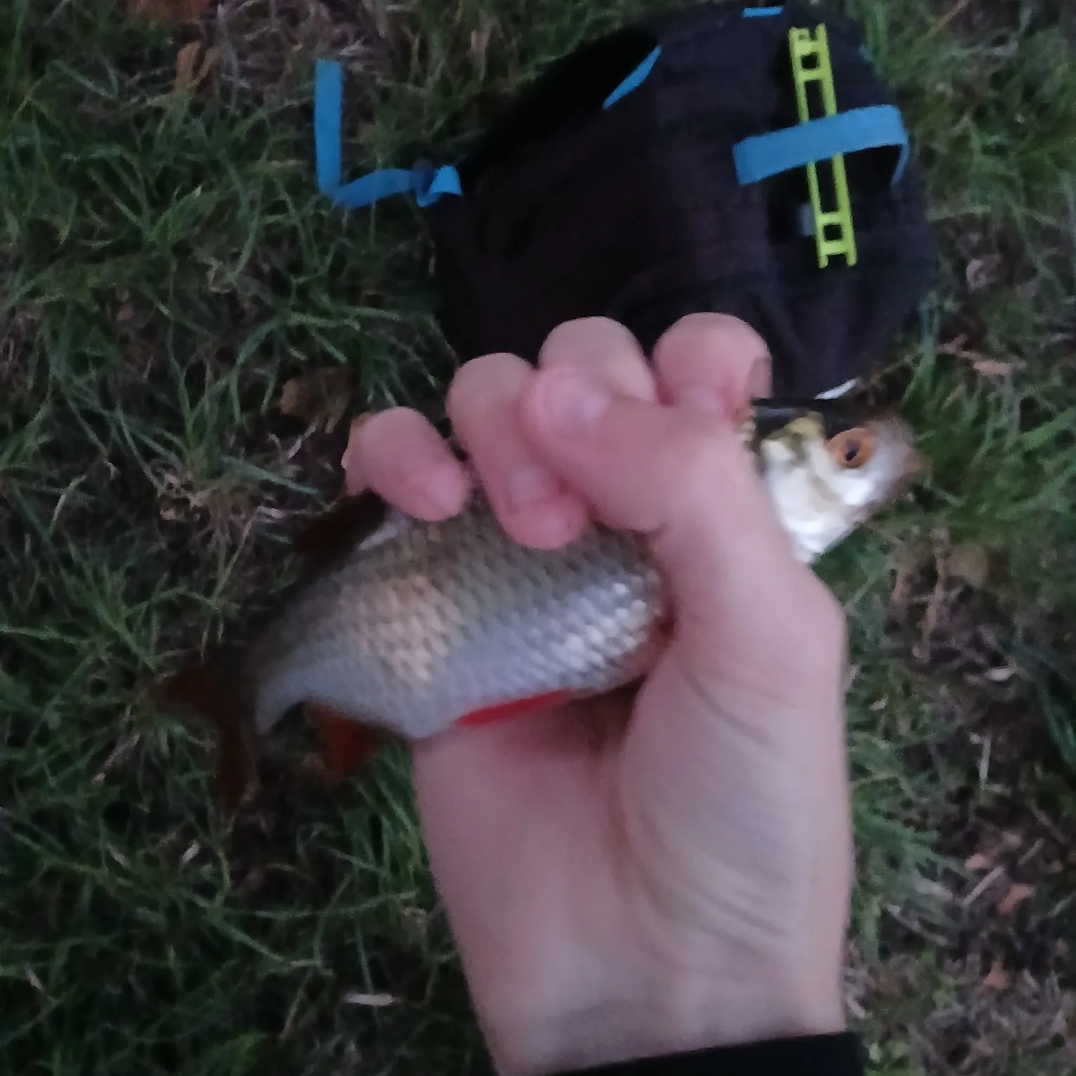 Common roach caught on Fishbrain