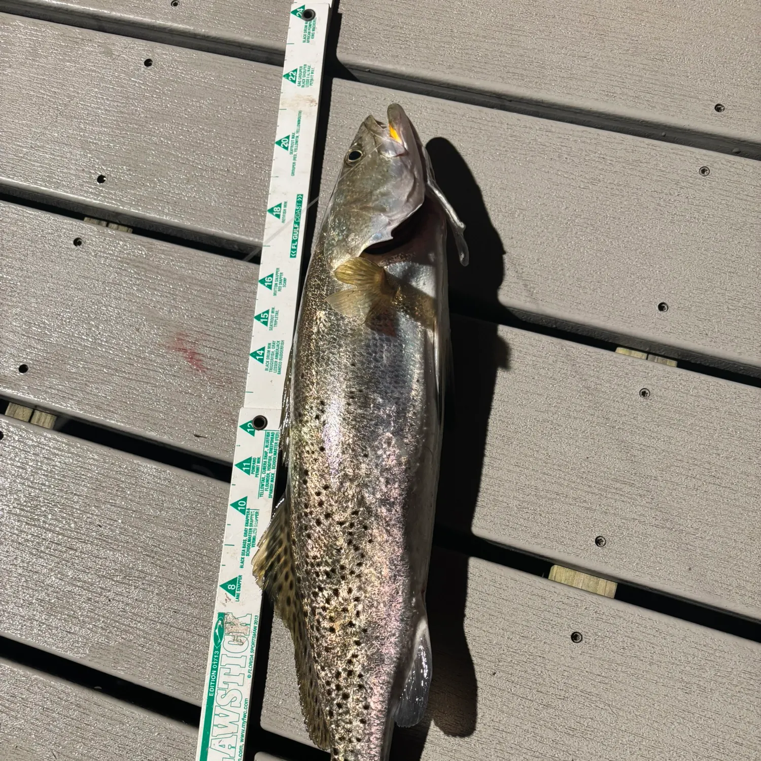 recently logged catches