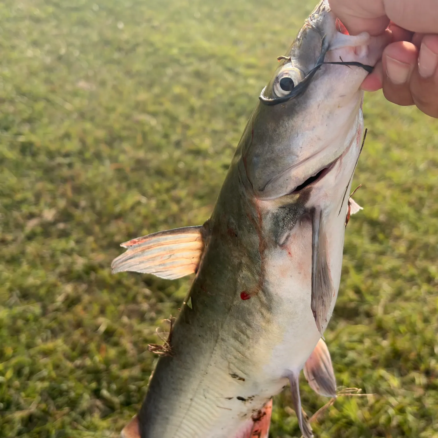 Channel catfish caught on Fishbrain