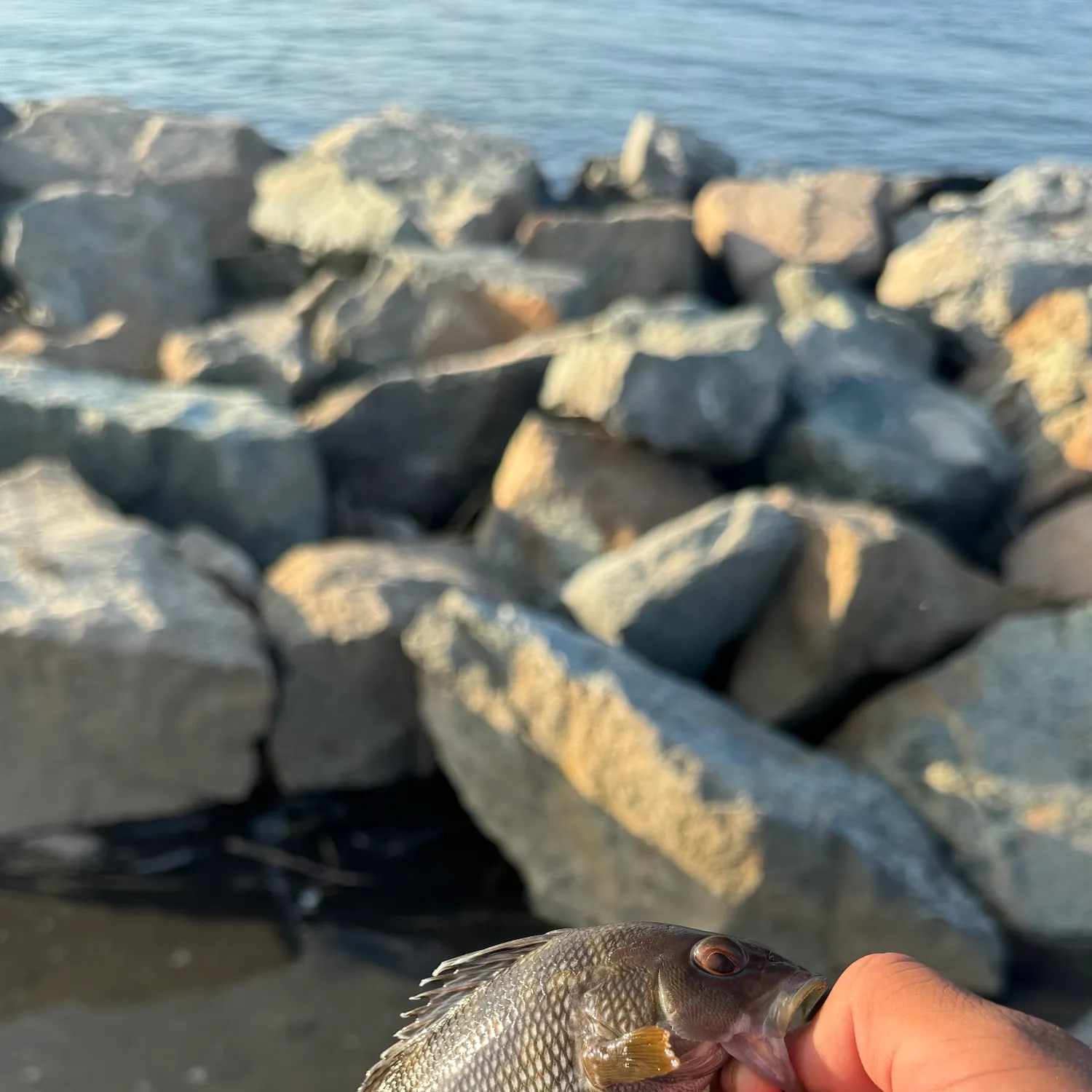 Black sea bass caught on Fishbrain