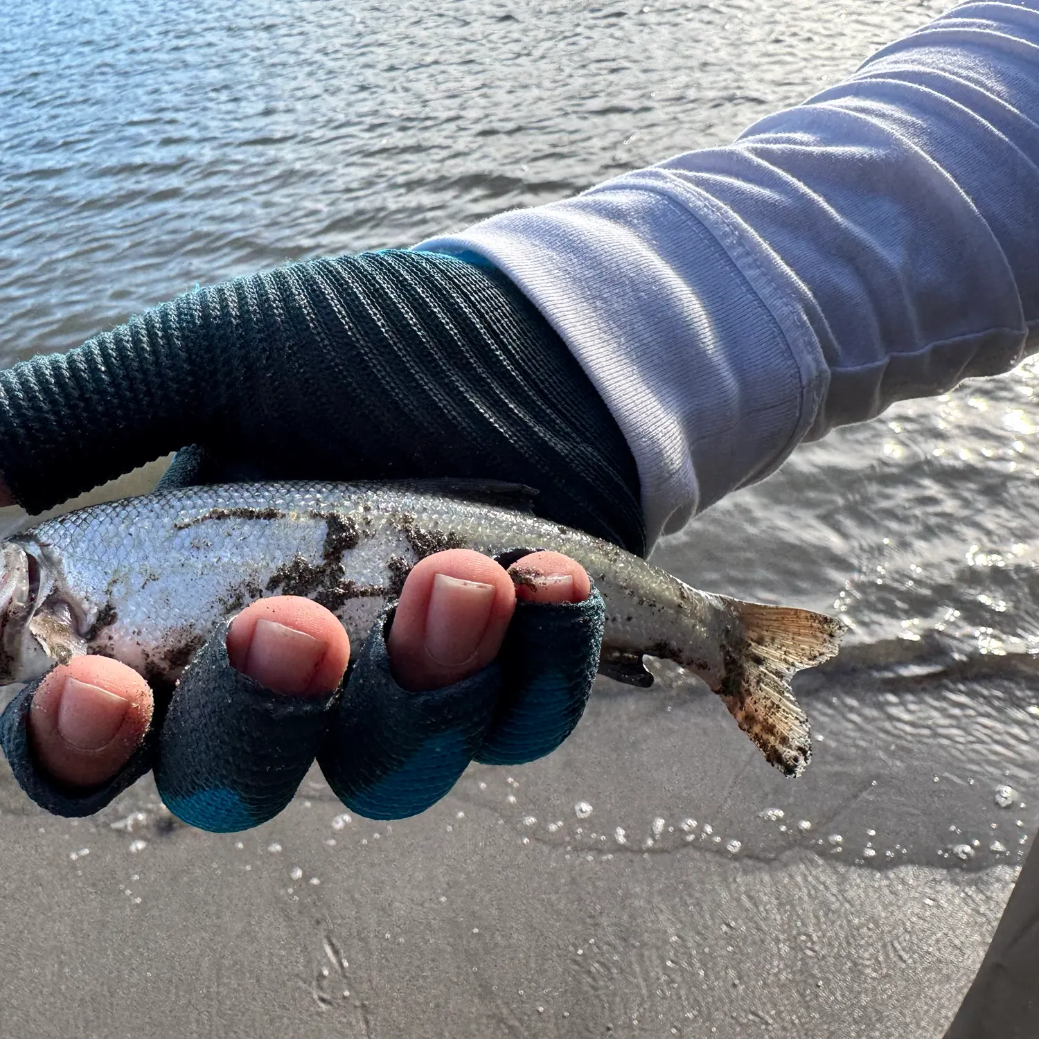 The most recent Hardhead minnow catches on Fishbrain