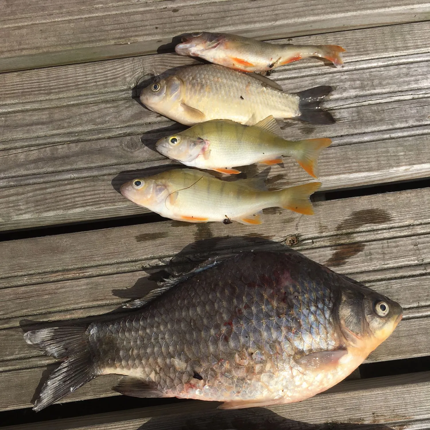 recently logged catches