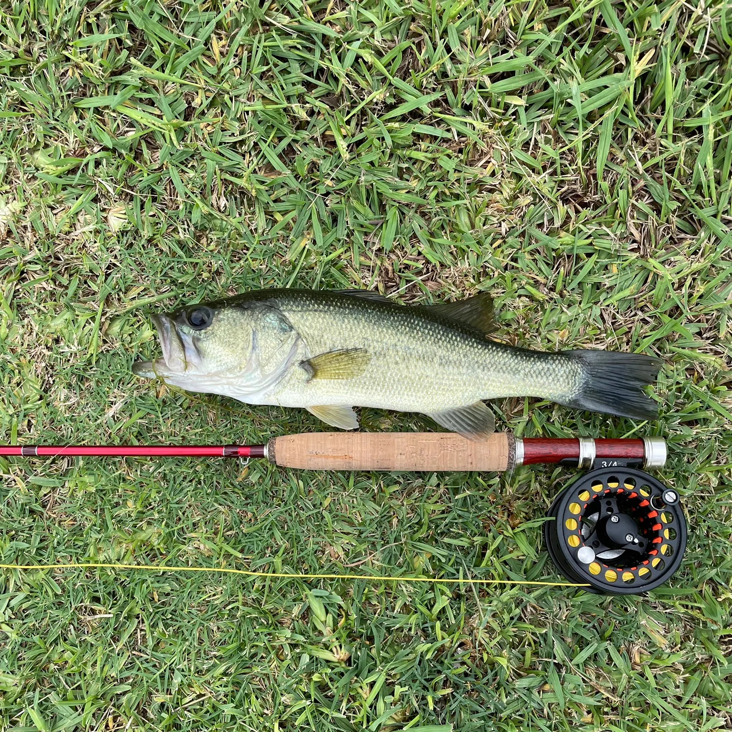 Largemouth bass caught on Fishbrain