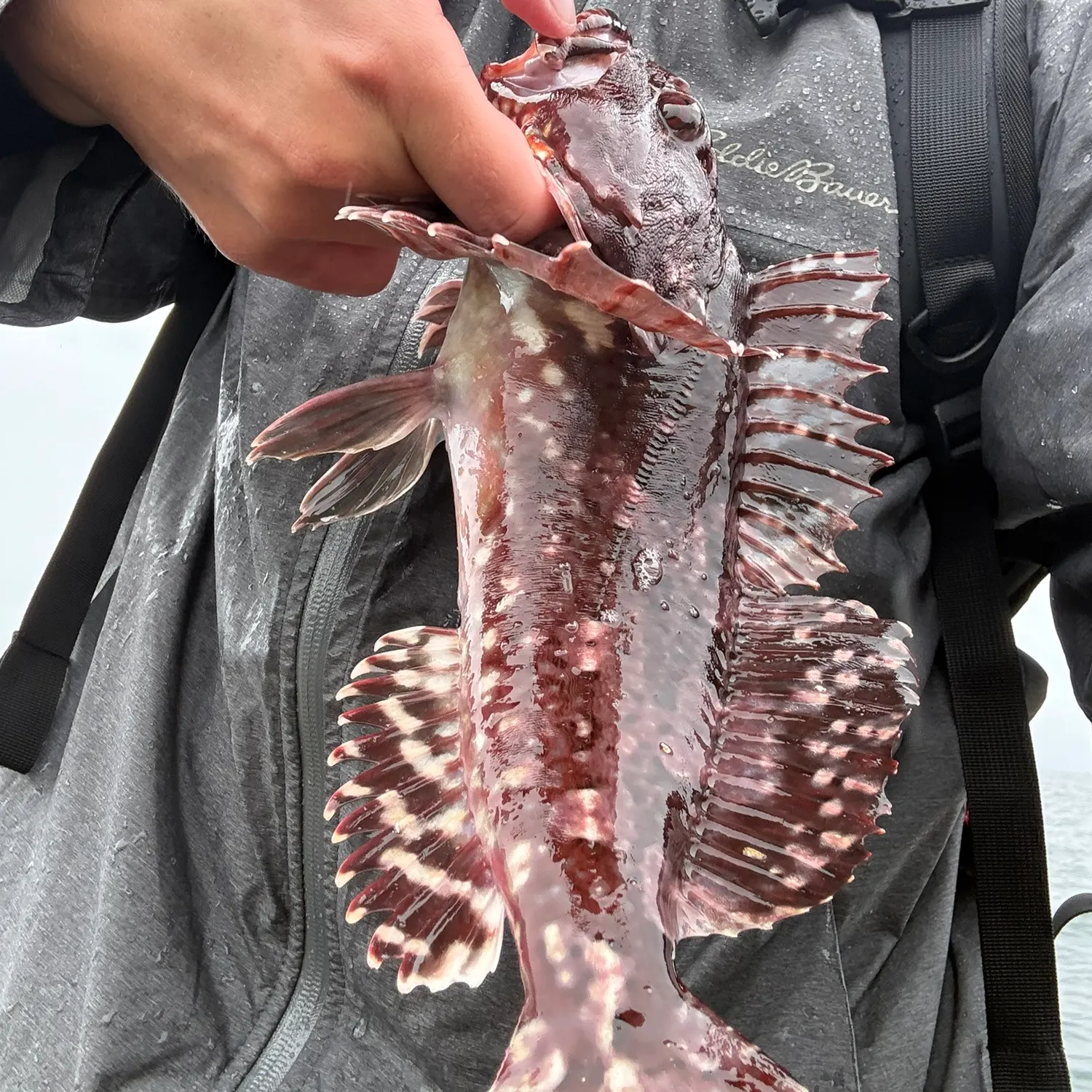 Cabezon caught on Fishbrain
