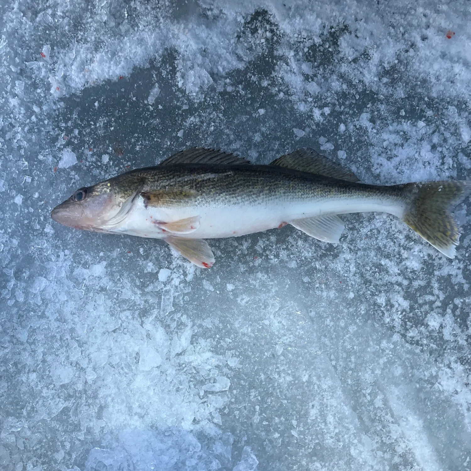 The most recent Walleye catches on Fishbrain