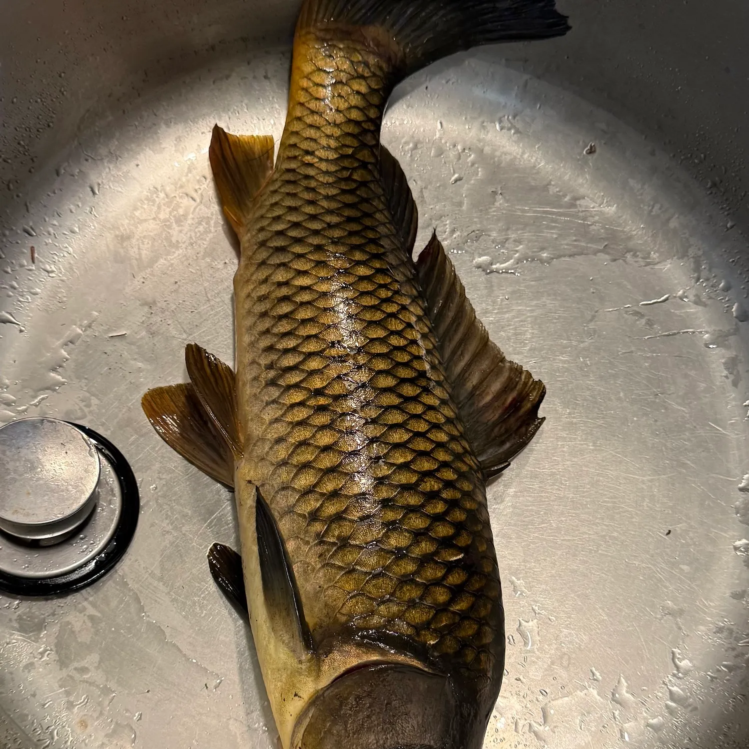 Common carp caught on Fishbrain