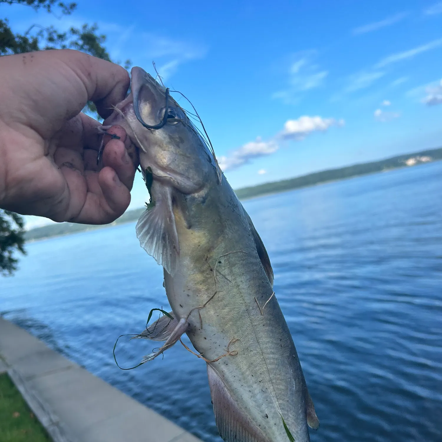 Channel catfish caught on Fishbrain