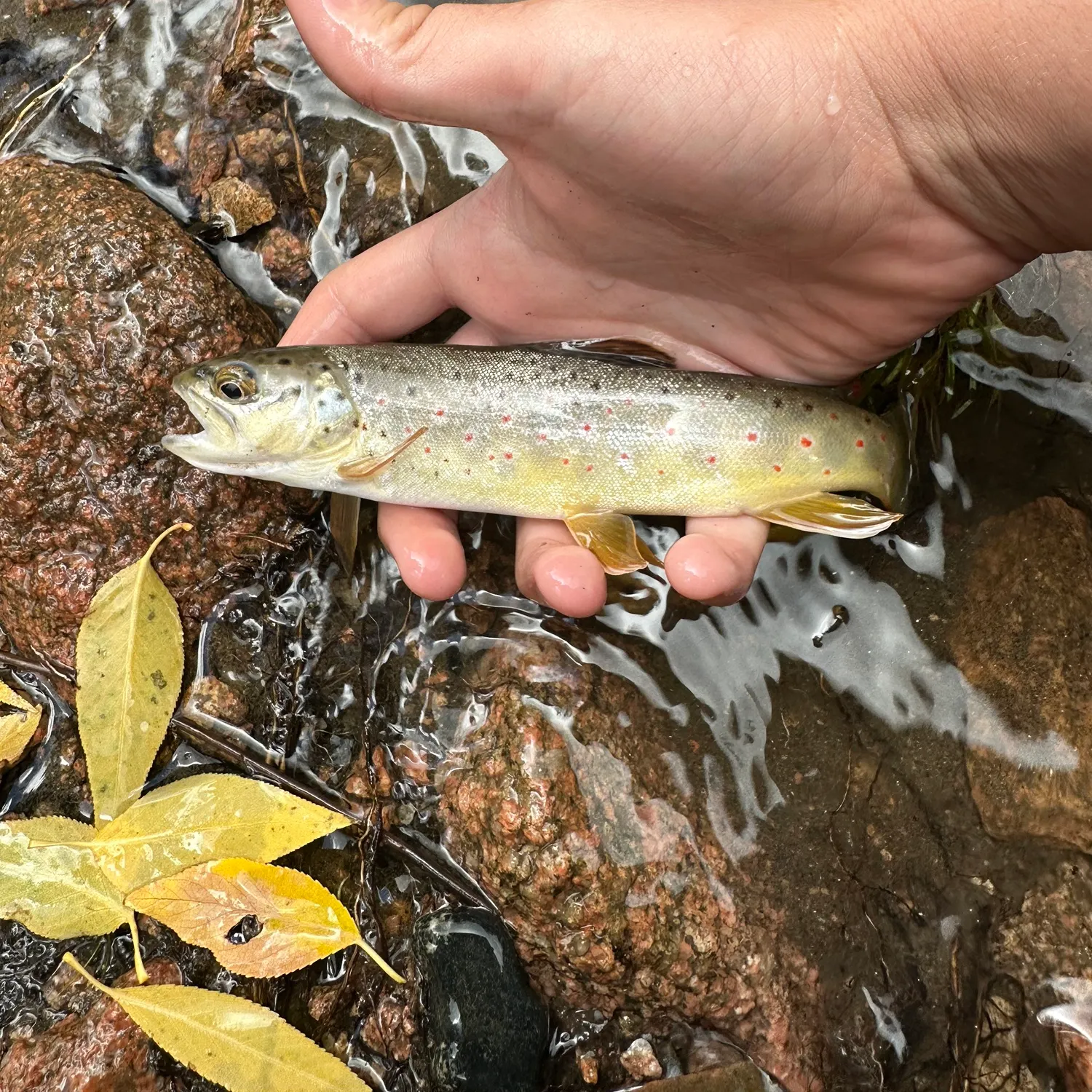 Brown trout caught on Fishbrain