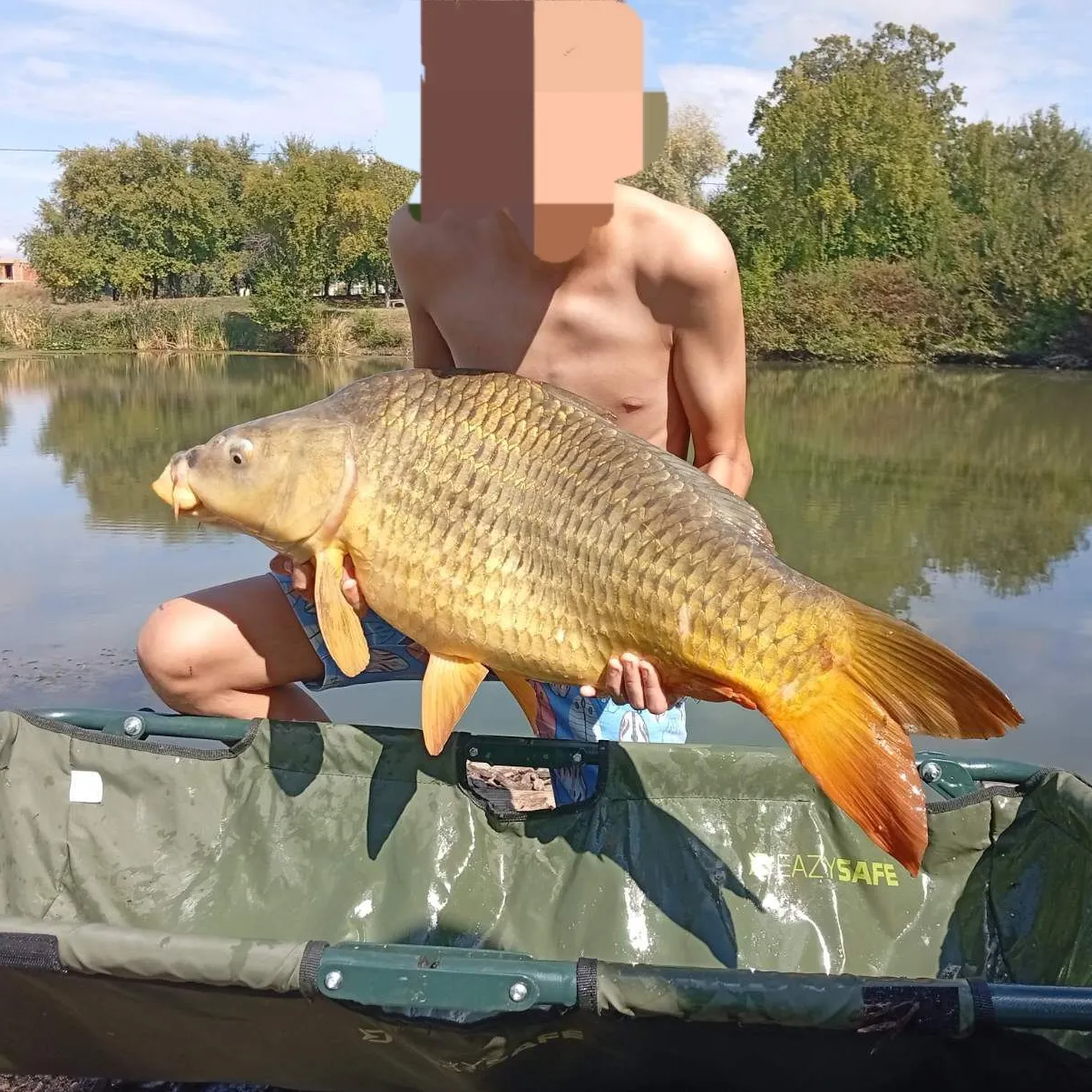 Common carp caught on Fishbrain