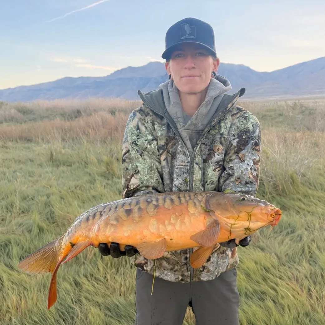 Mirror carp caught on Fishbrain