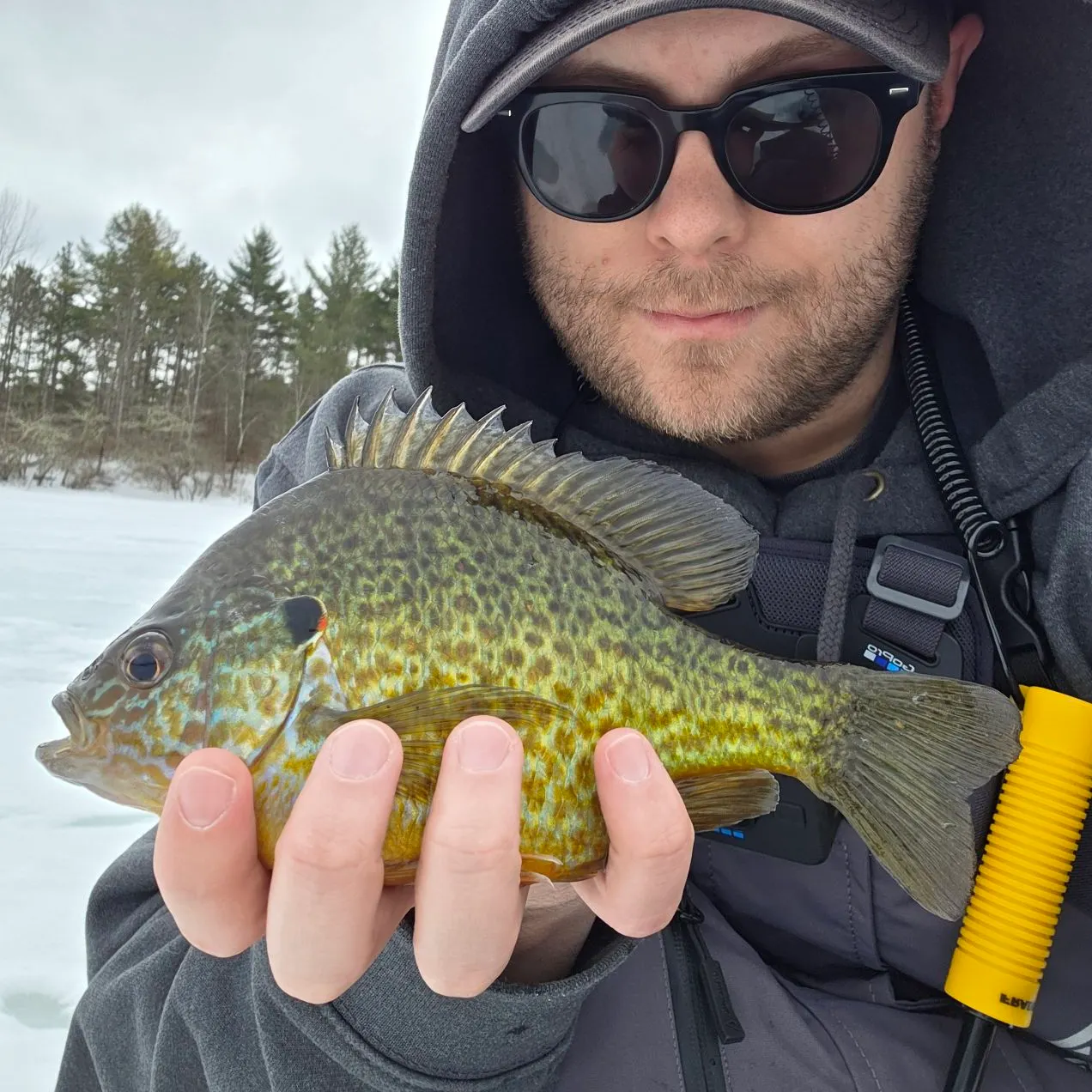 The most recent Pumpkinseed catches on Fishbrain