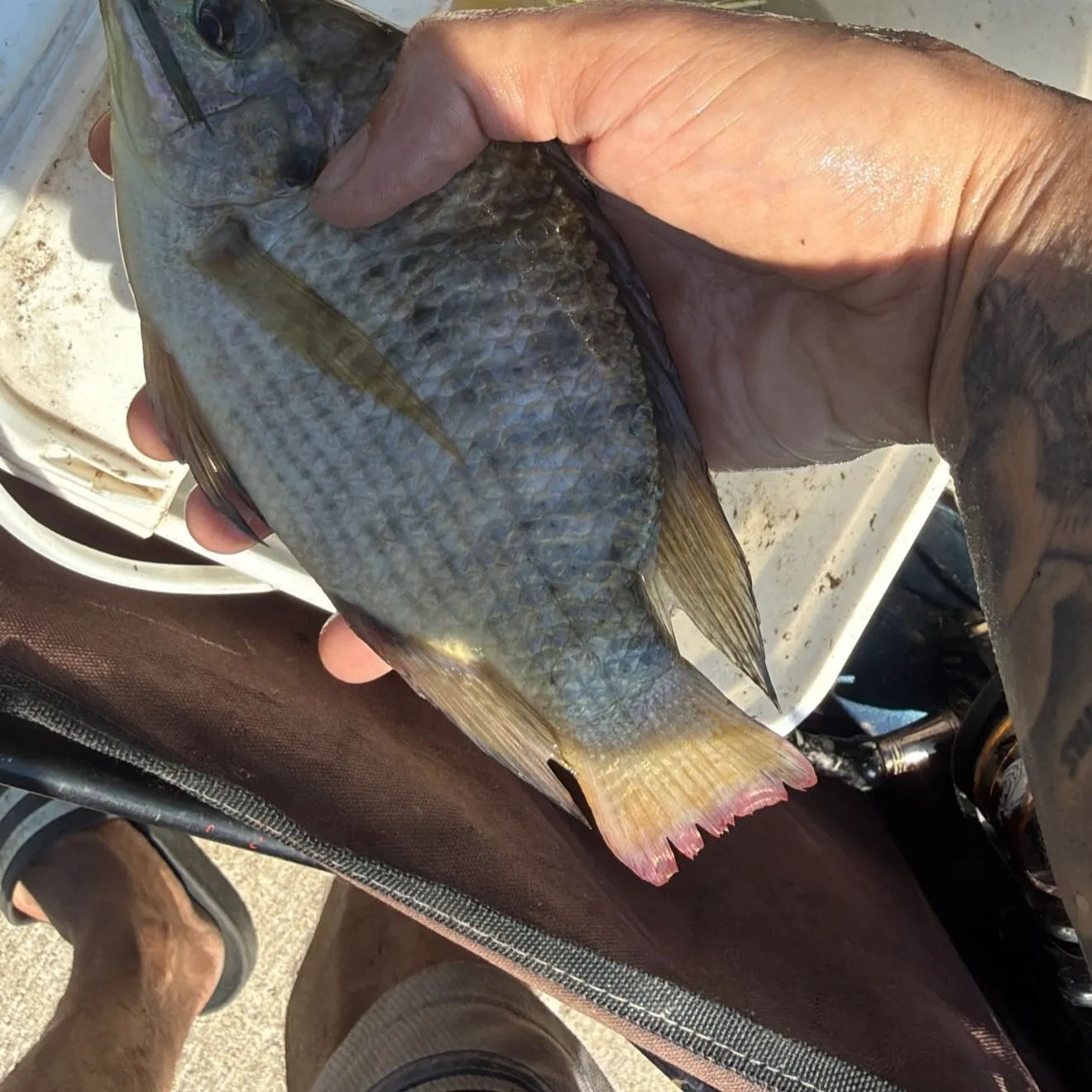 catch