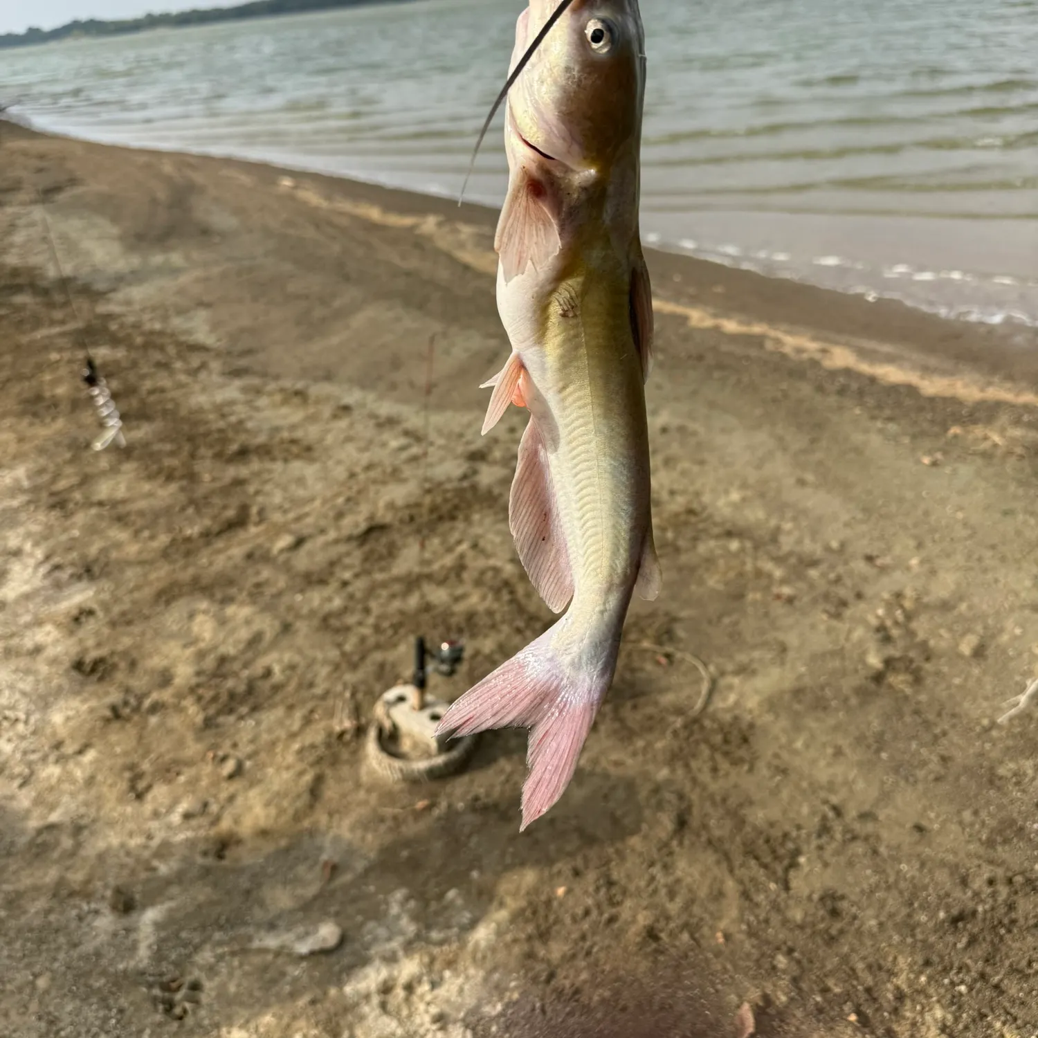 Channel catfish caught on Fishbrain