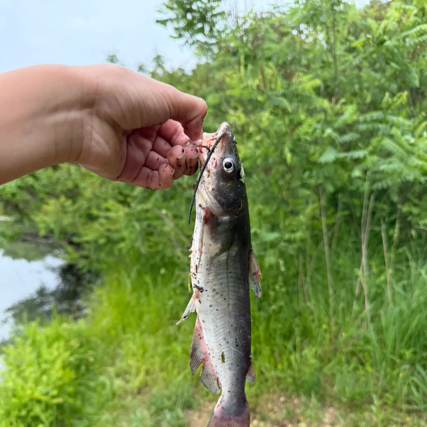 catch