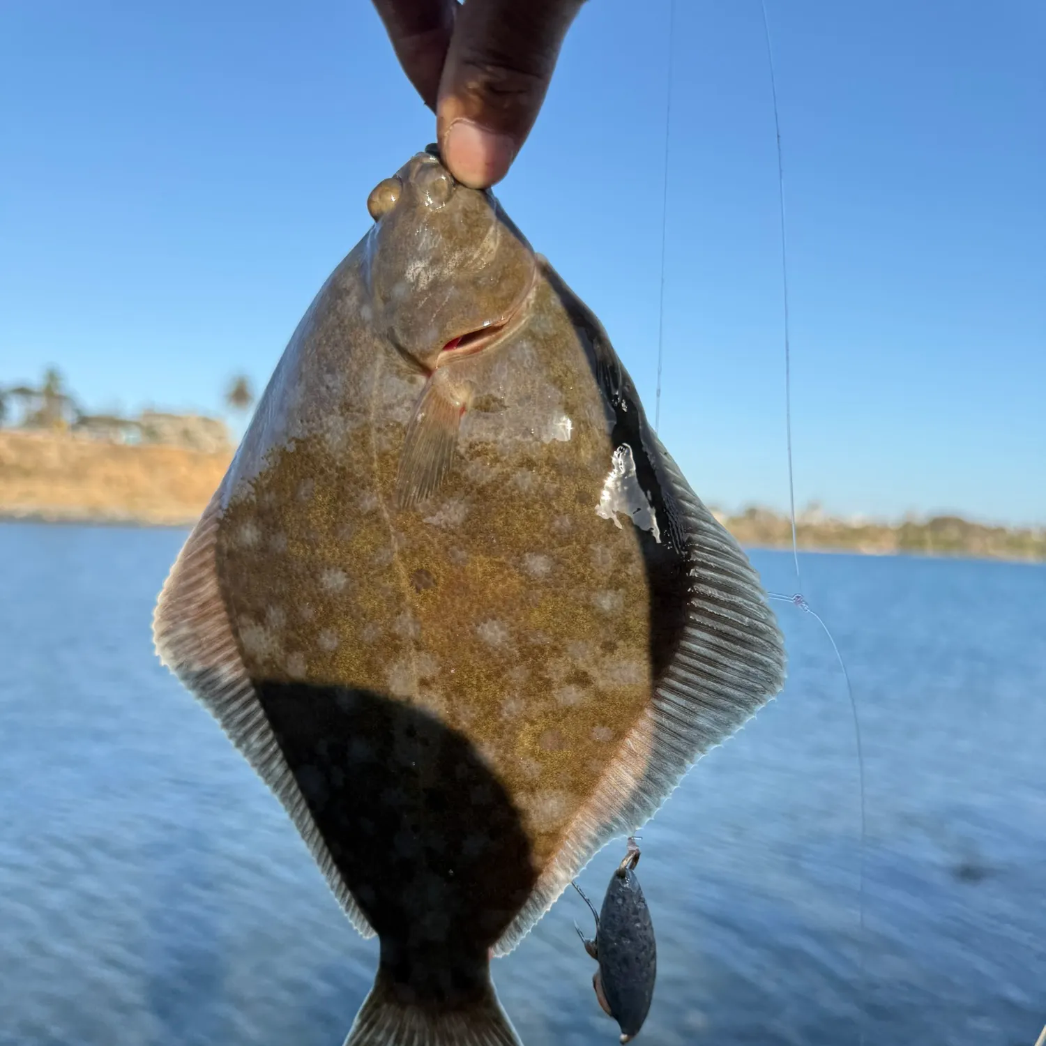 The most recent Diamond turbot catches on Fishbrain