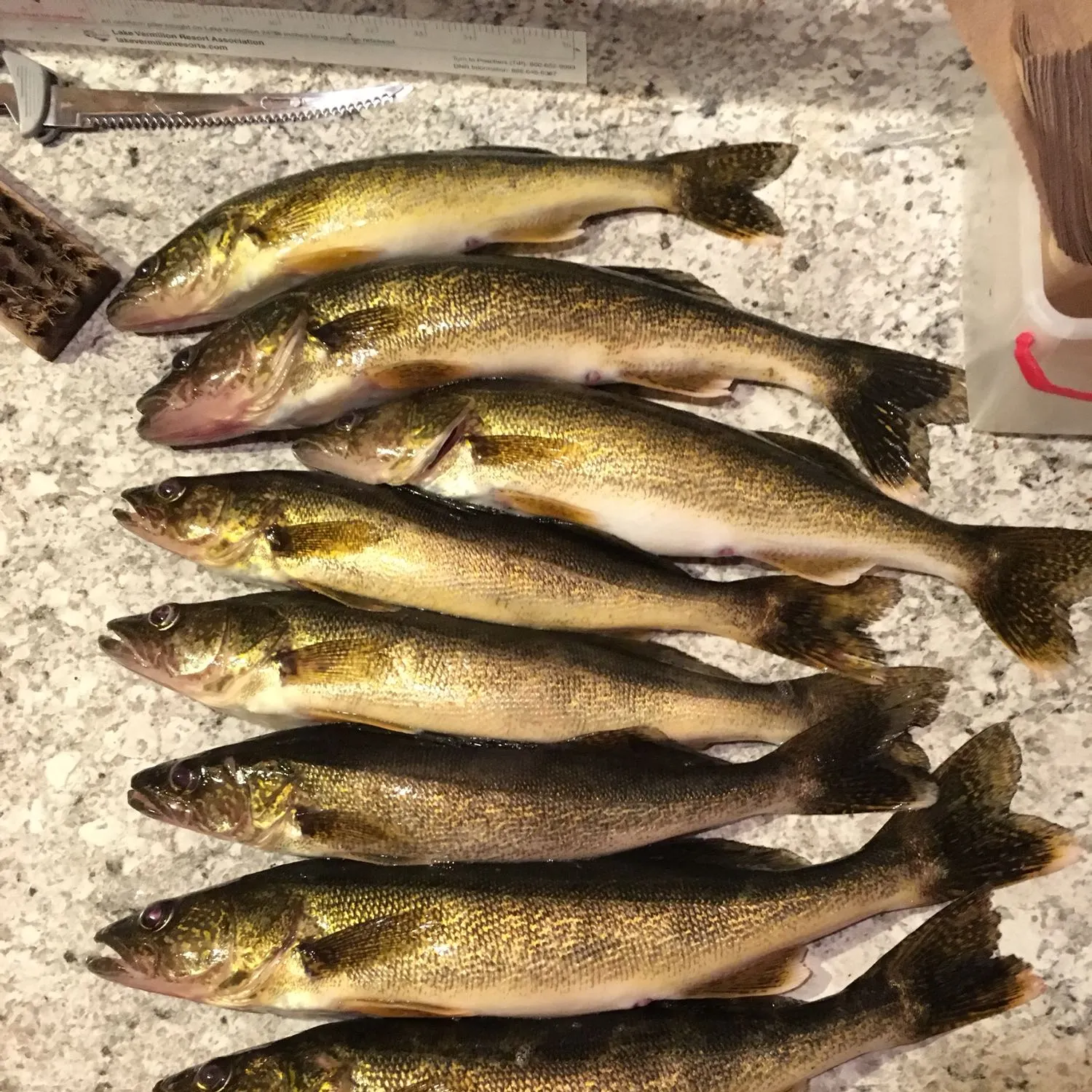 recently logged catches