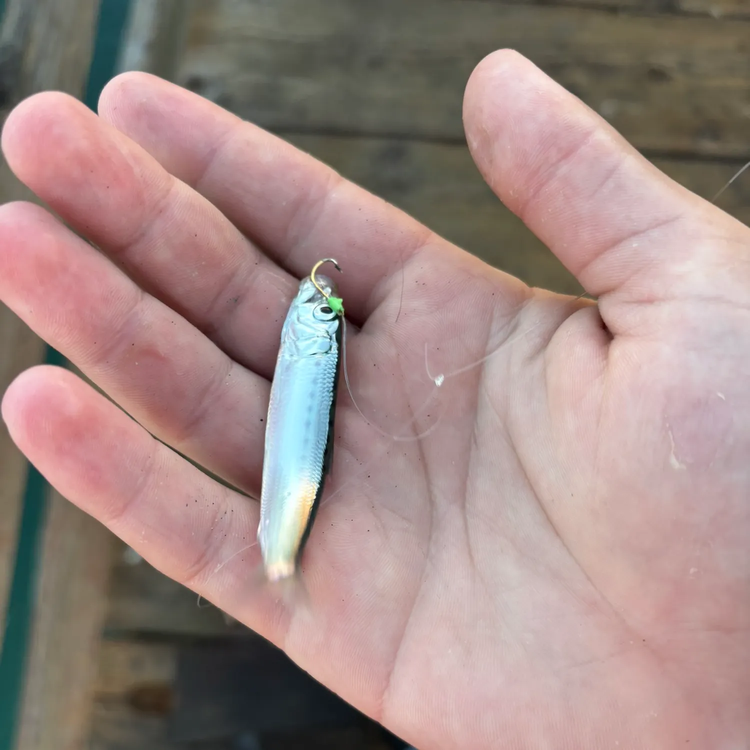 The most recent Pacific sardine catches on Fishbrain