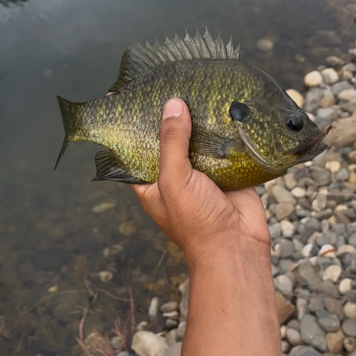 Bluegill caught on Fishbrain