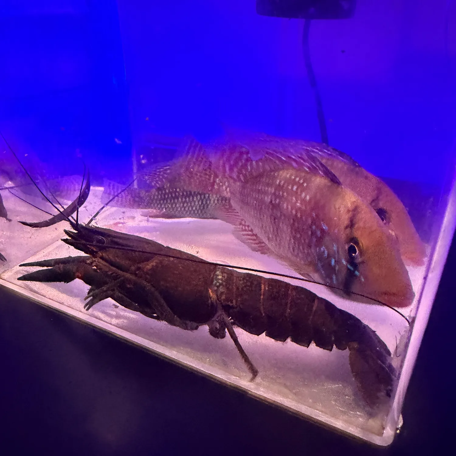 The most recent Pearl cichlid catches on Fishbrain