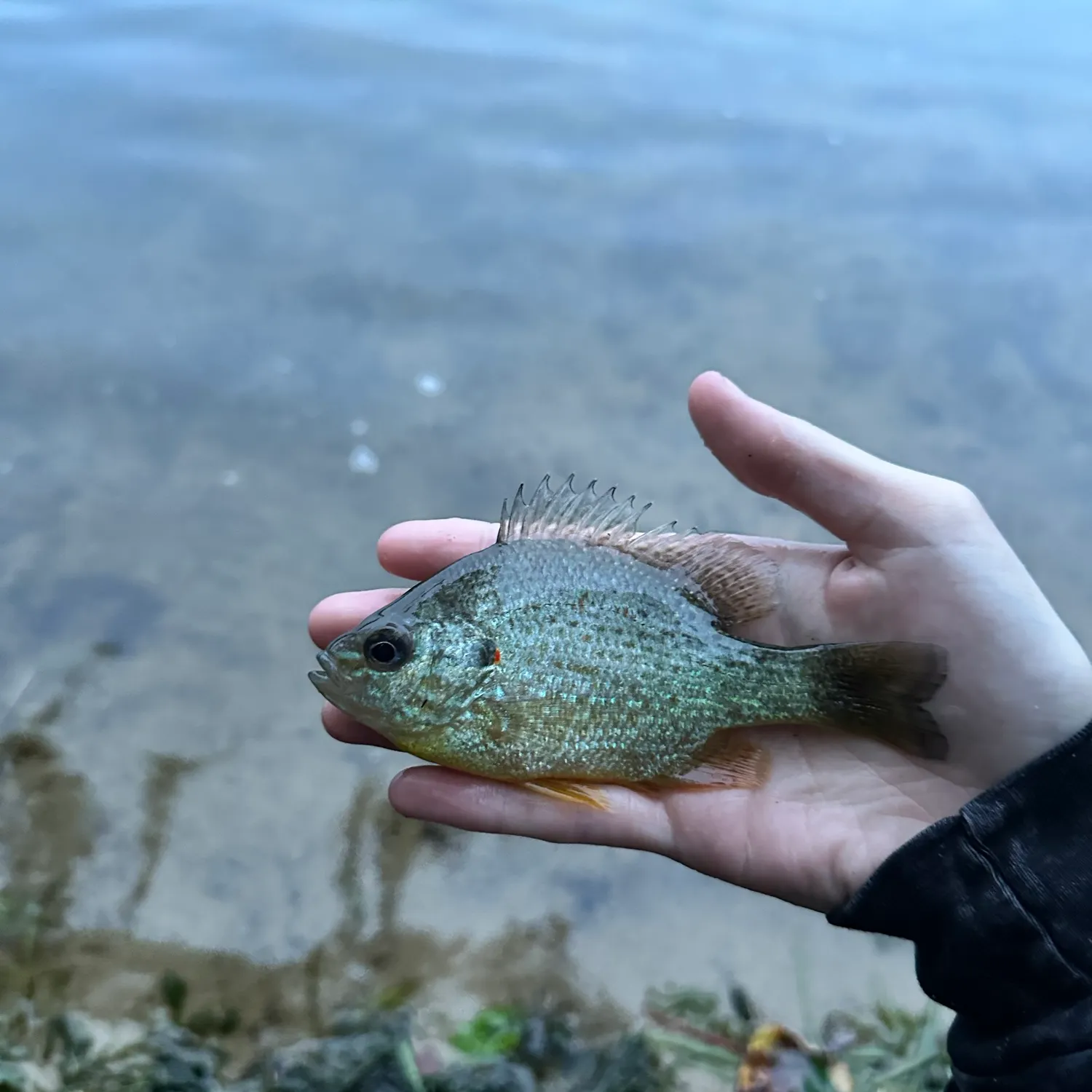 Bluegill caught on Fishbrain