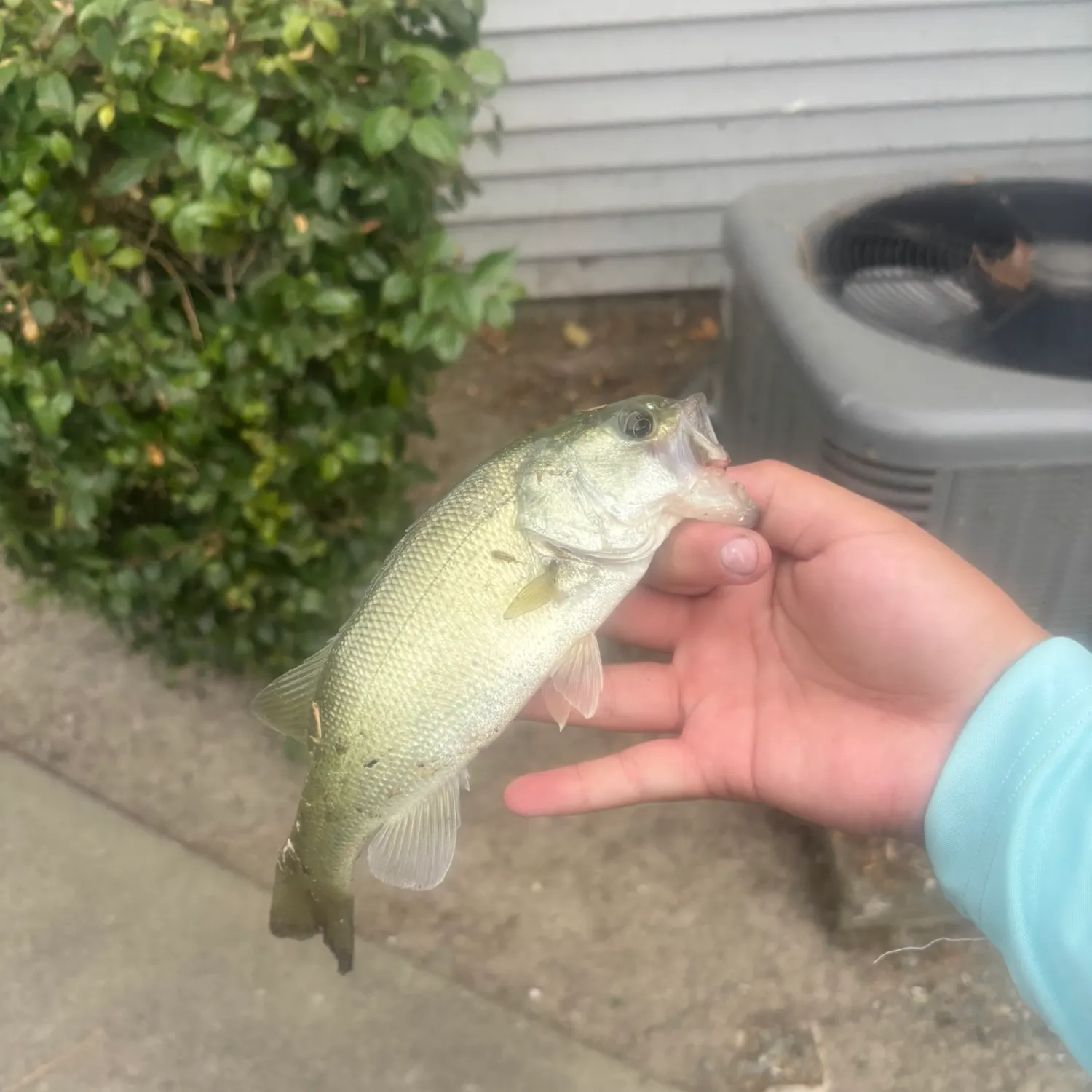 Spotted bass caught on Fishbrain
