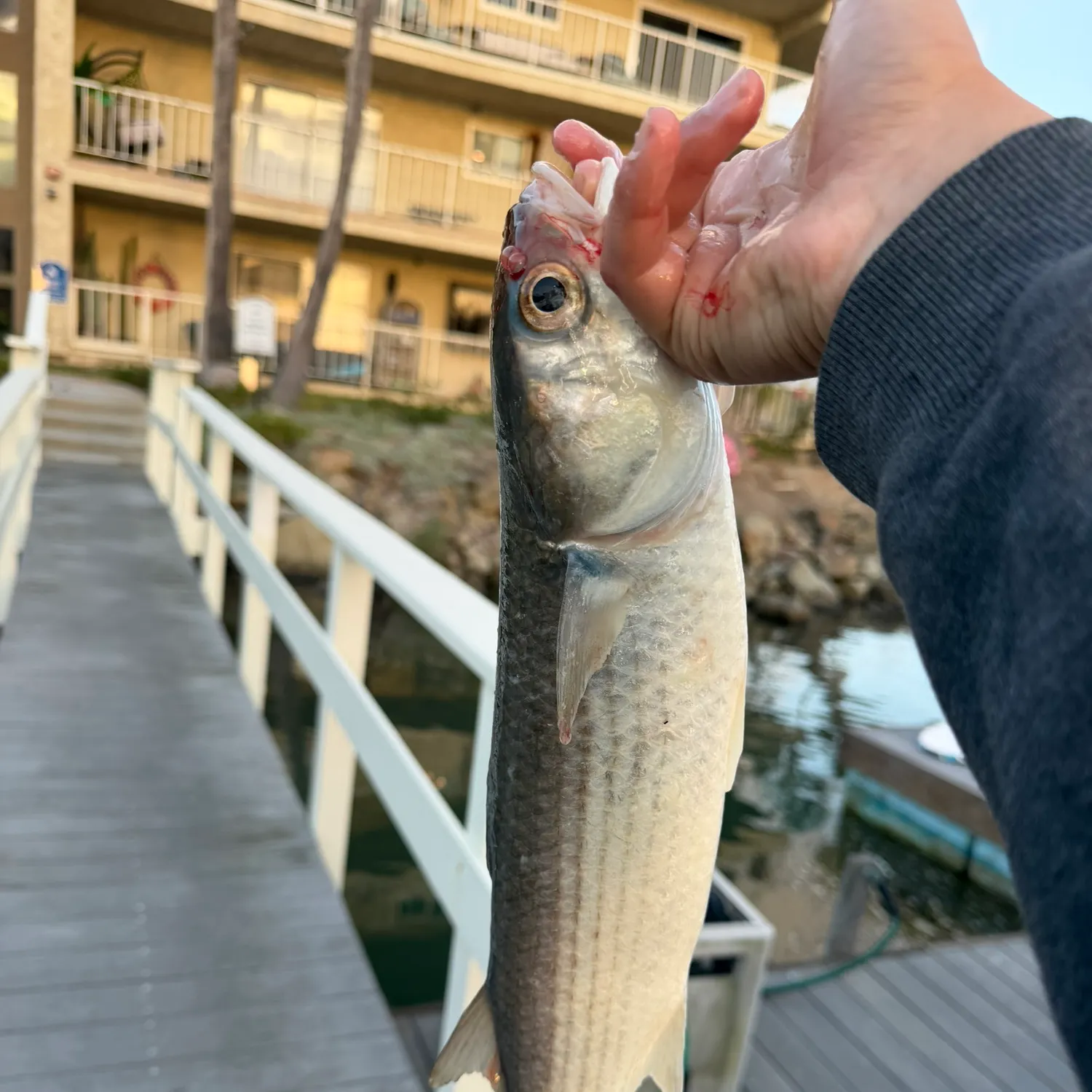The most recent Striped mullet catches on Fishbrain