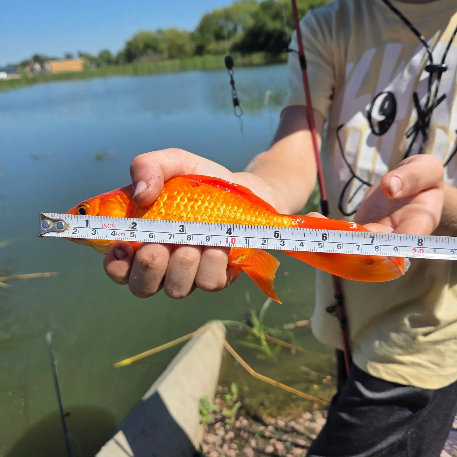 Goldfish caught on Fishbrain
