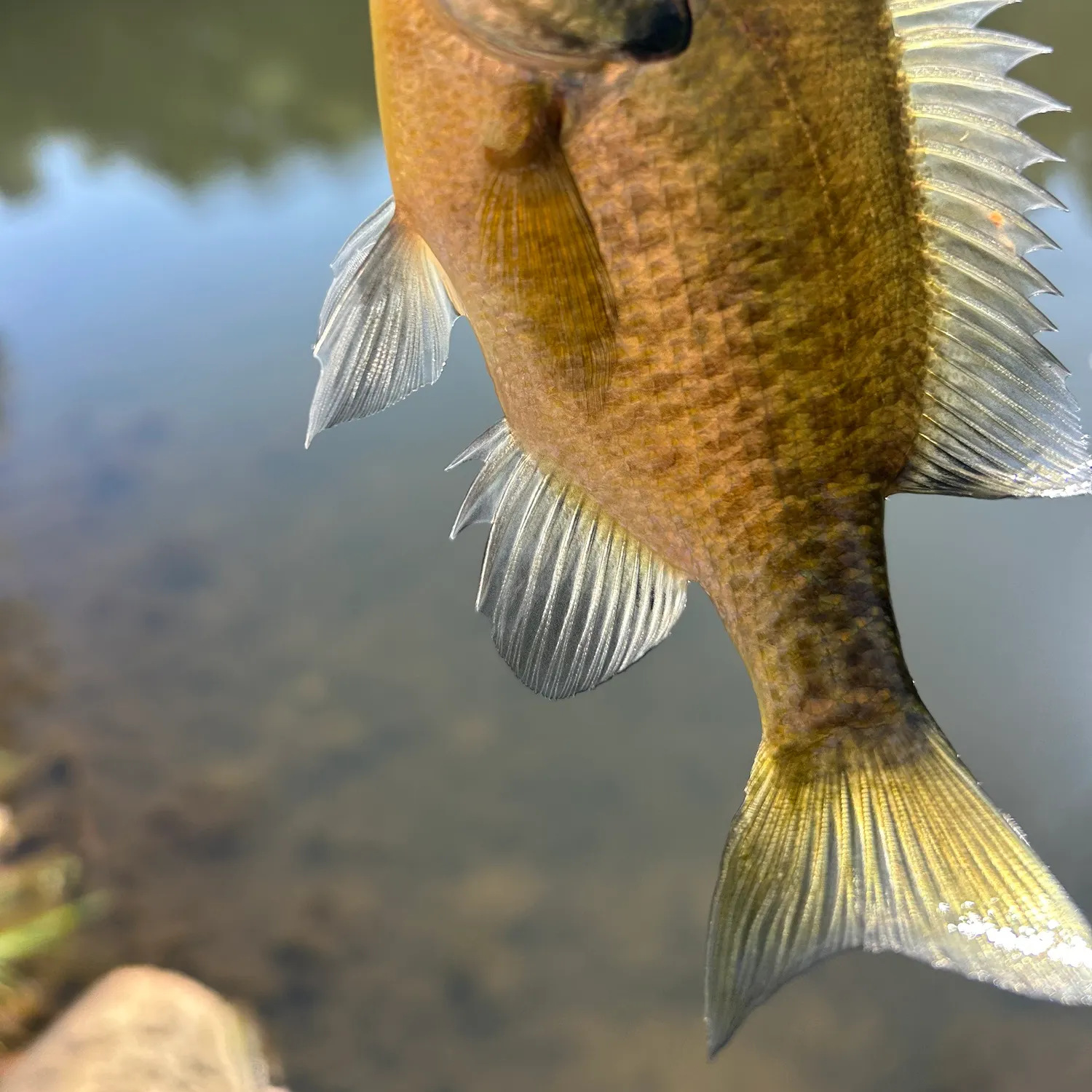 Bluegill caught on Fishbrain