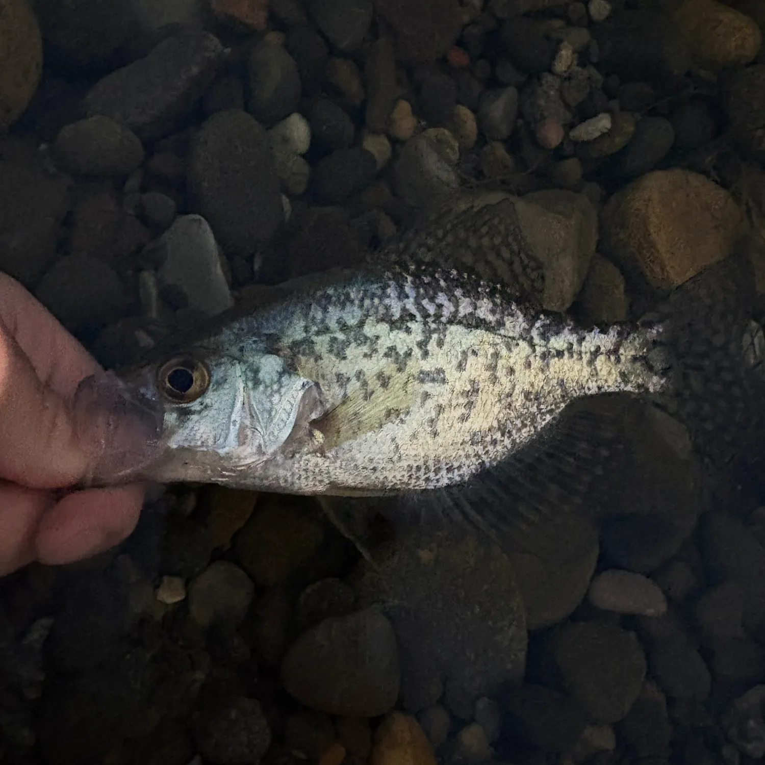 The most recent Black crappie catches on Fishbrain