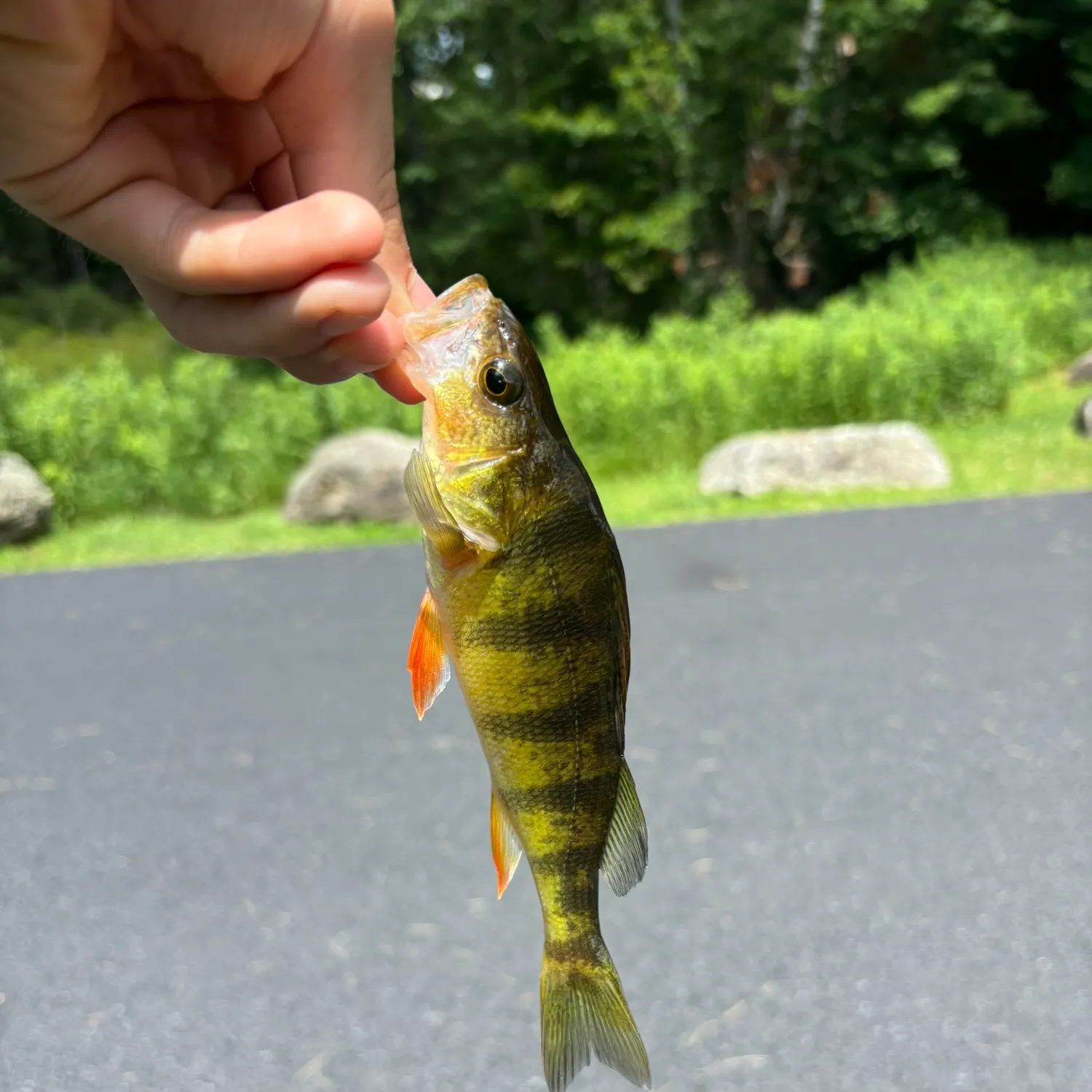 catch