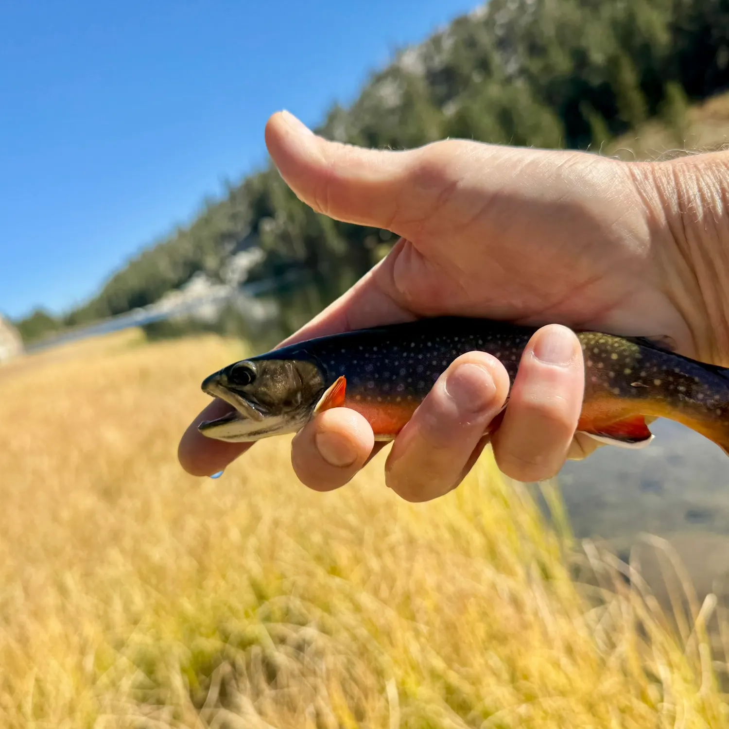 Brook trout caught on Fishbrain