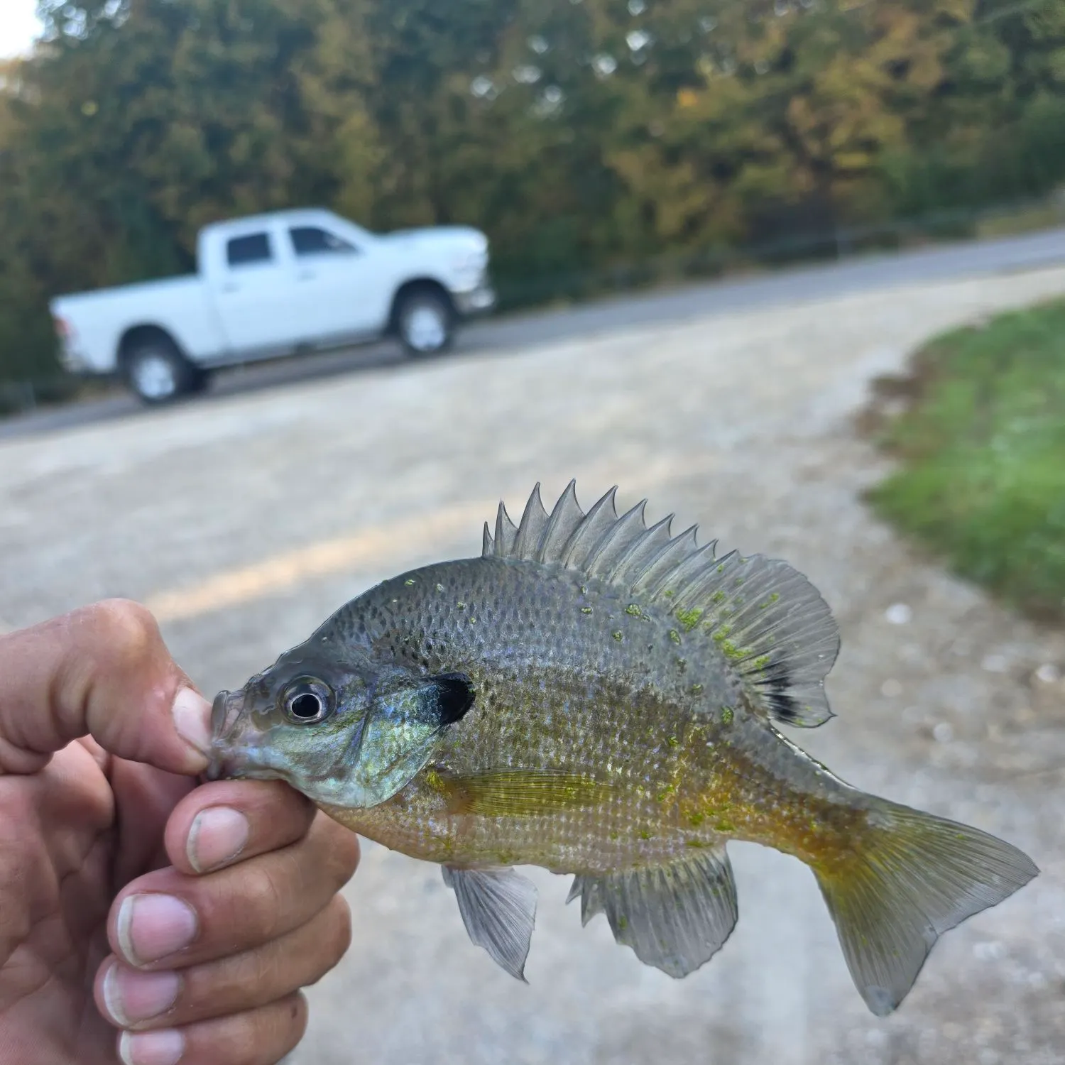 Bluegill caught on Fishbrain
