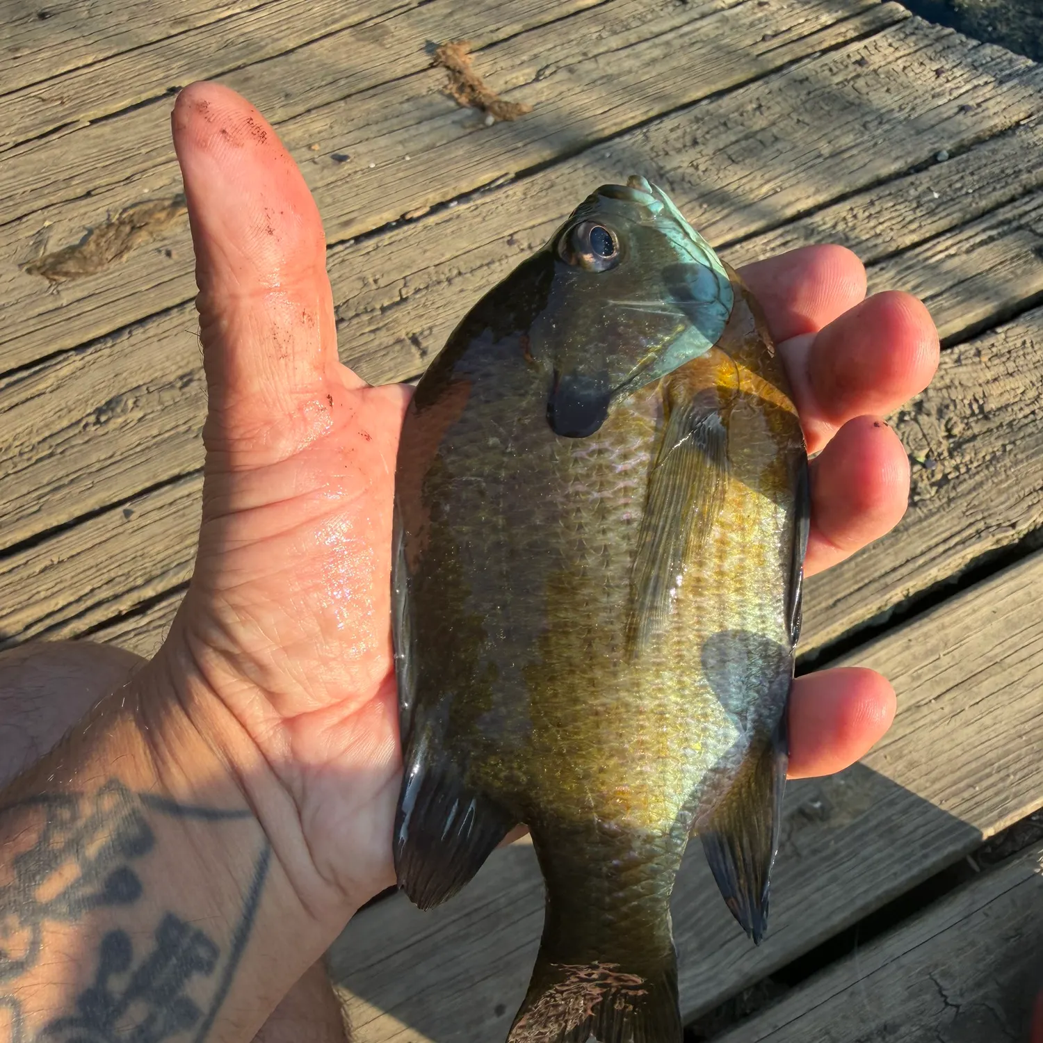 catch