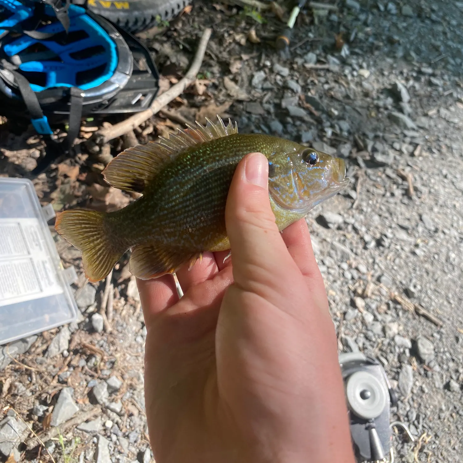 Green sunfish caught on Fishbrain