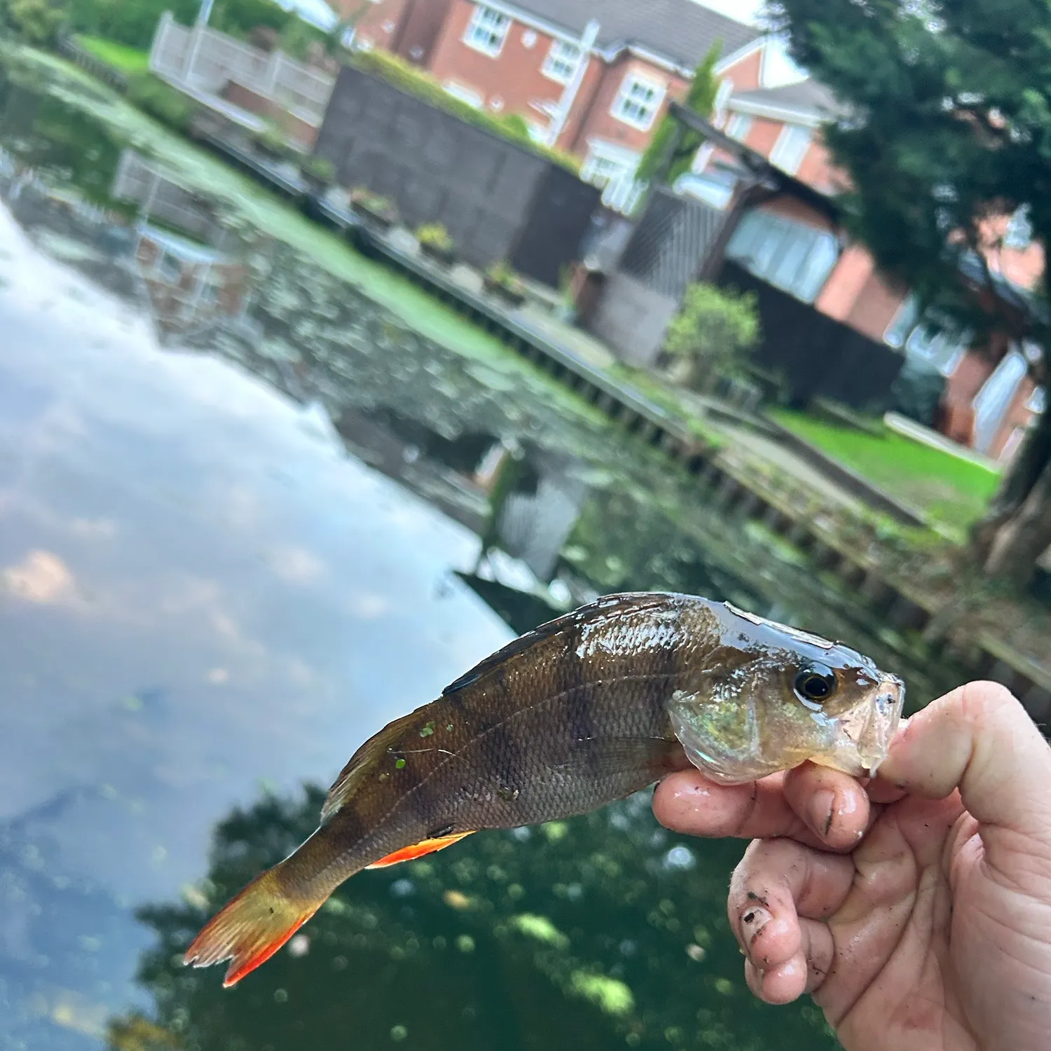 European perch caught on Fishbrain
